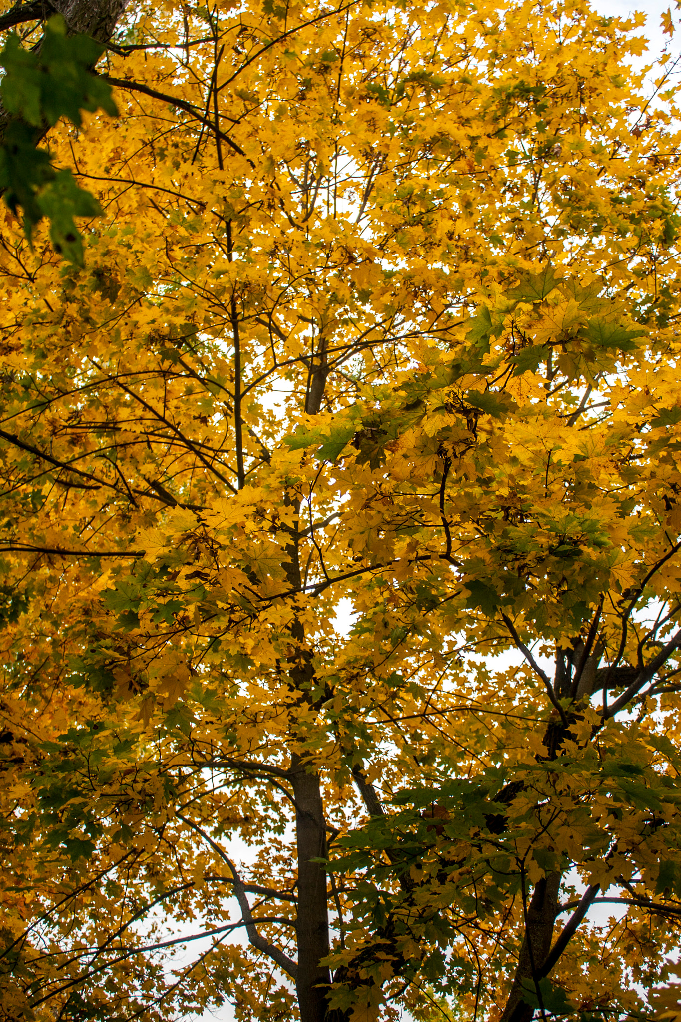 Canon EOS 30D sample photo. Img photography