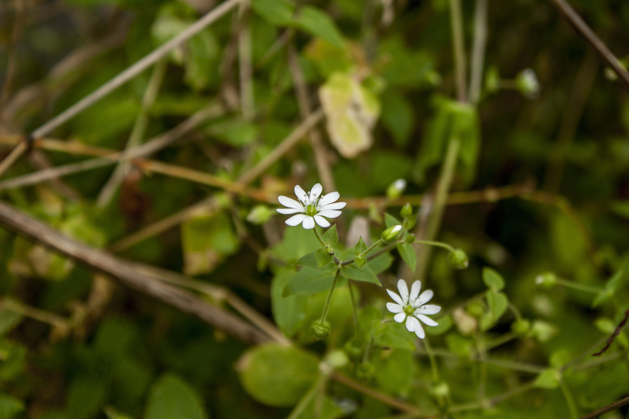 Canon EOS 30D sample photo. Img photography