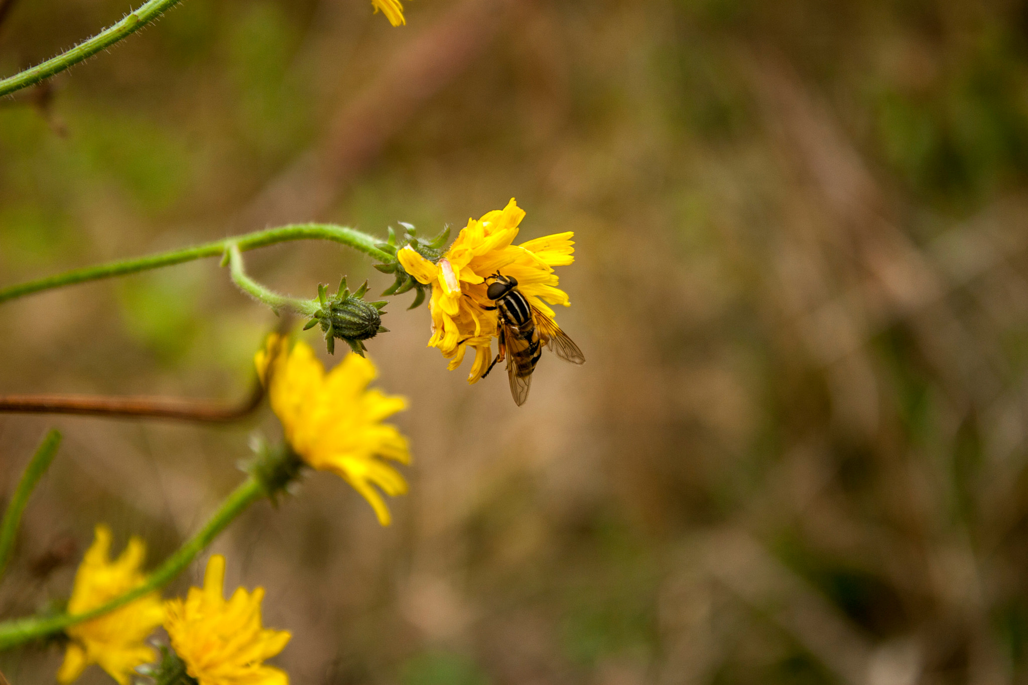 Canon EOS 30D sample photo. Img photography