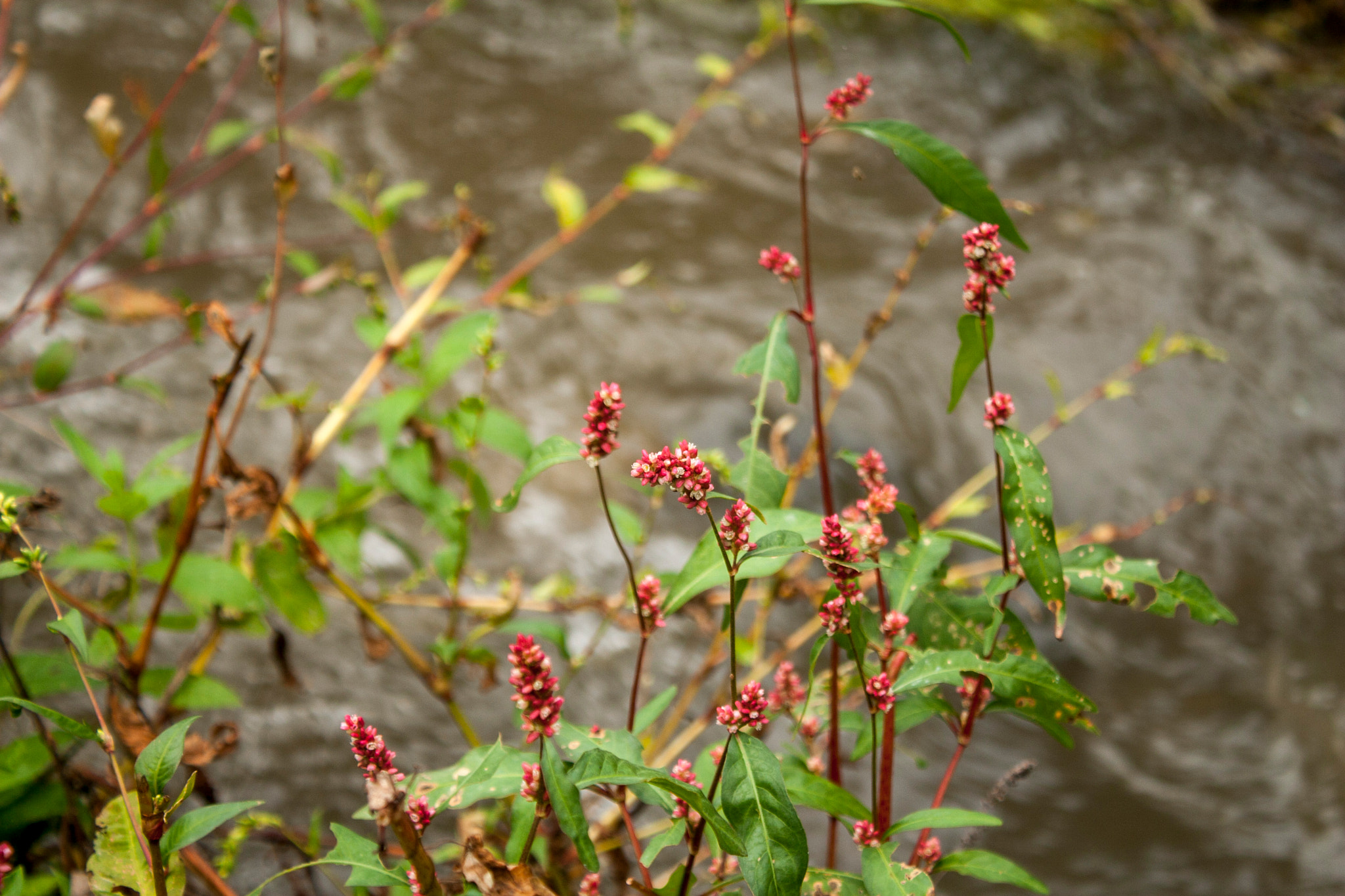 Canon EOS 30D sample photo. Img photography