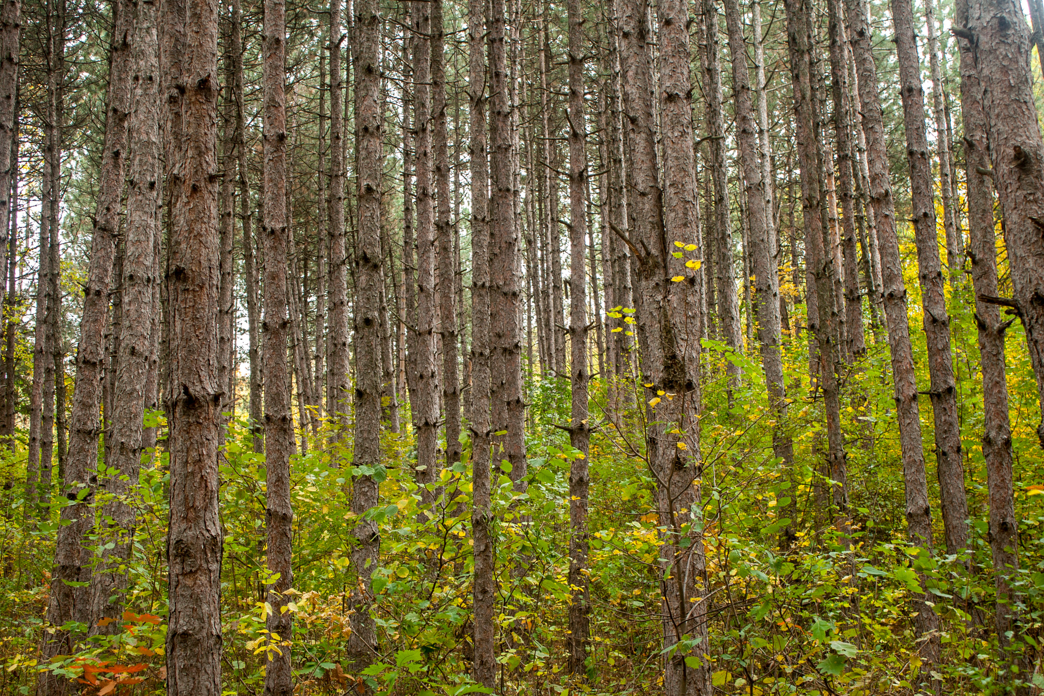 Canon EOS 30D sample photo. Img photography