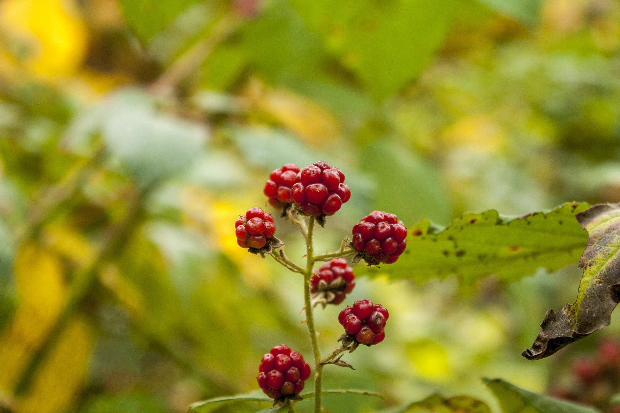 Canon EOS 30D sample photo. Img photography
