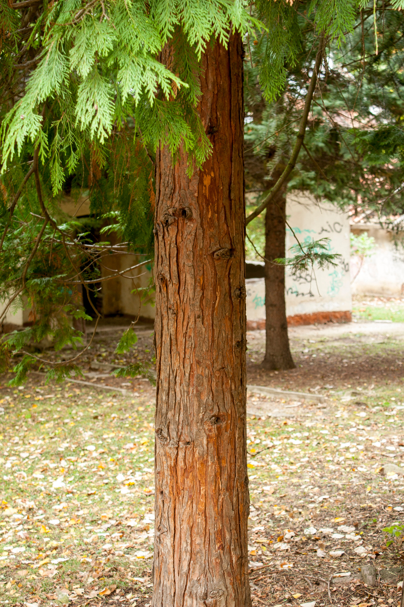 Canon EOS 30D sample photo. Img photography