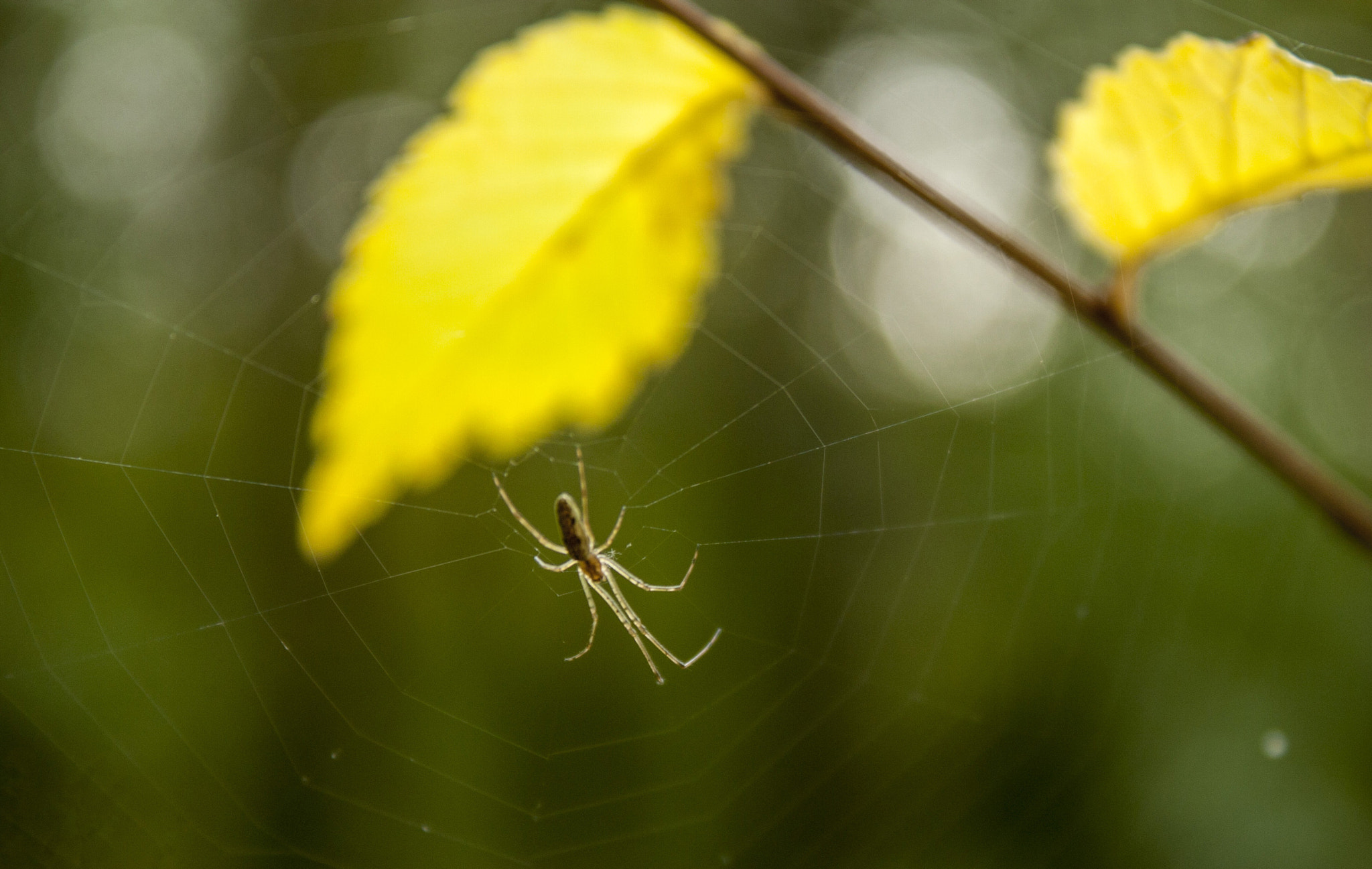 Canon EOS 30D sample photo. Img photography