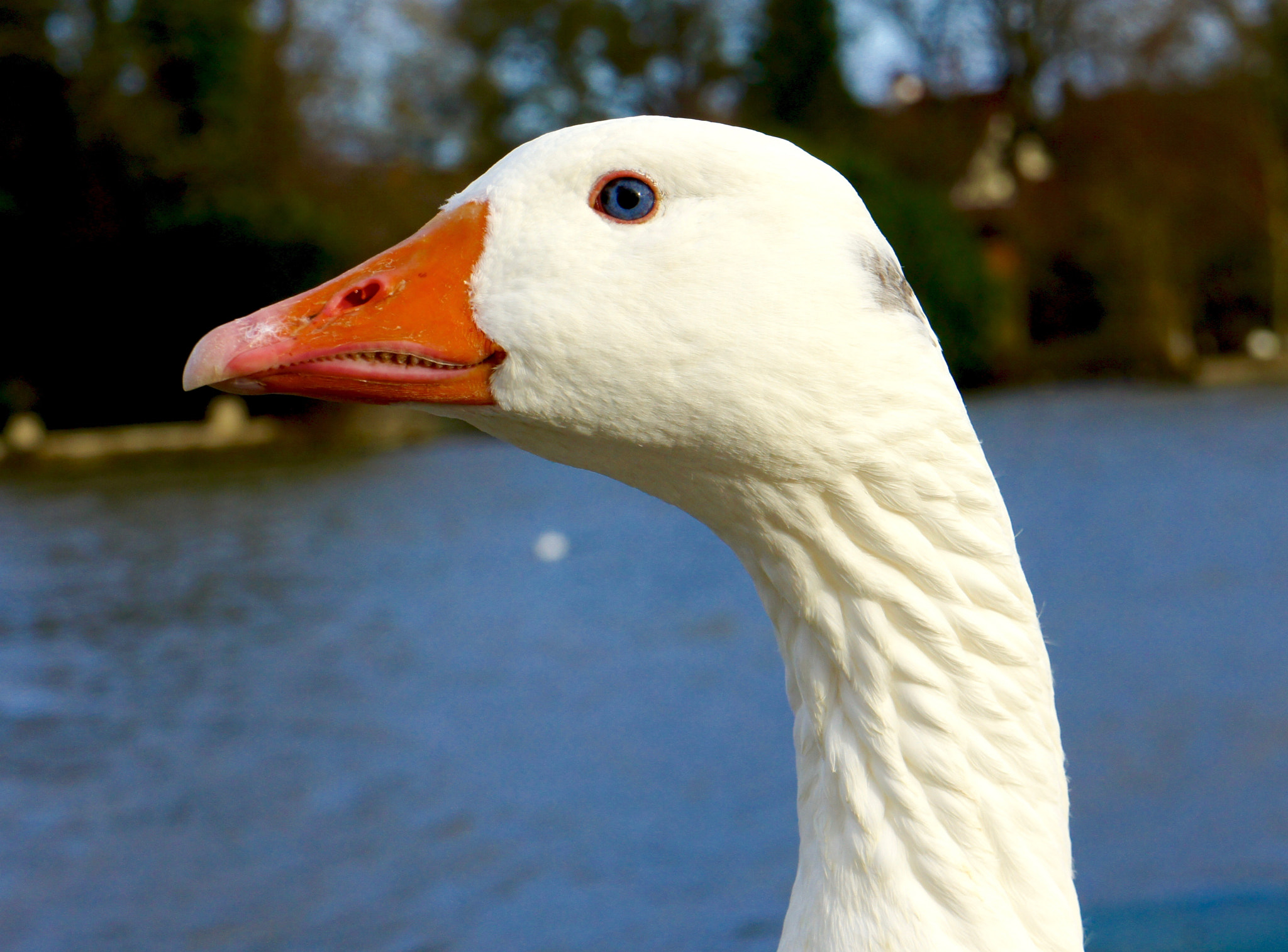 Sony E 18-55mm F3.5-5.6 OSS sample photo. The blue eye... photography