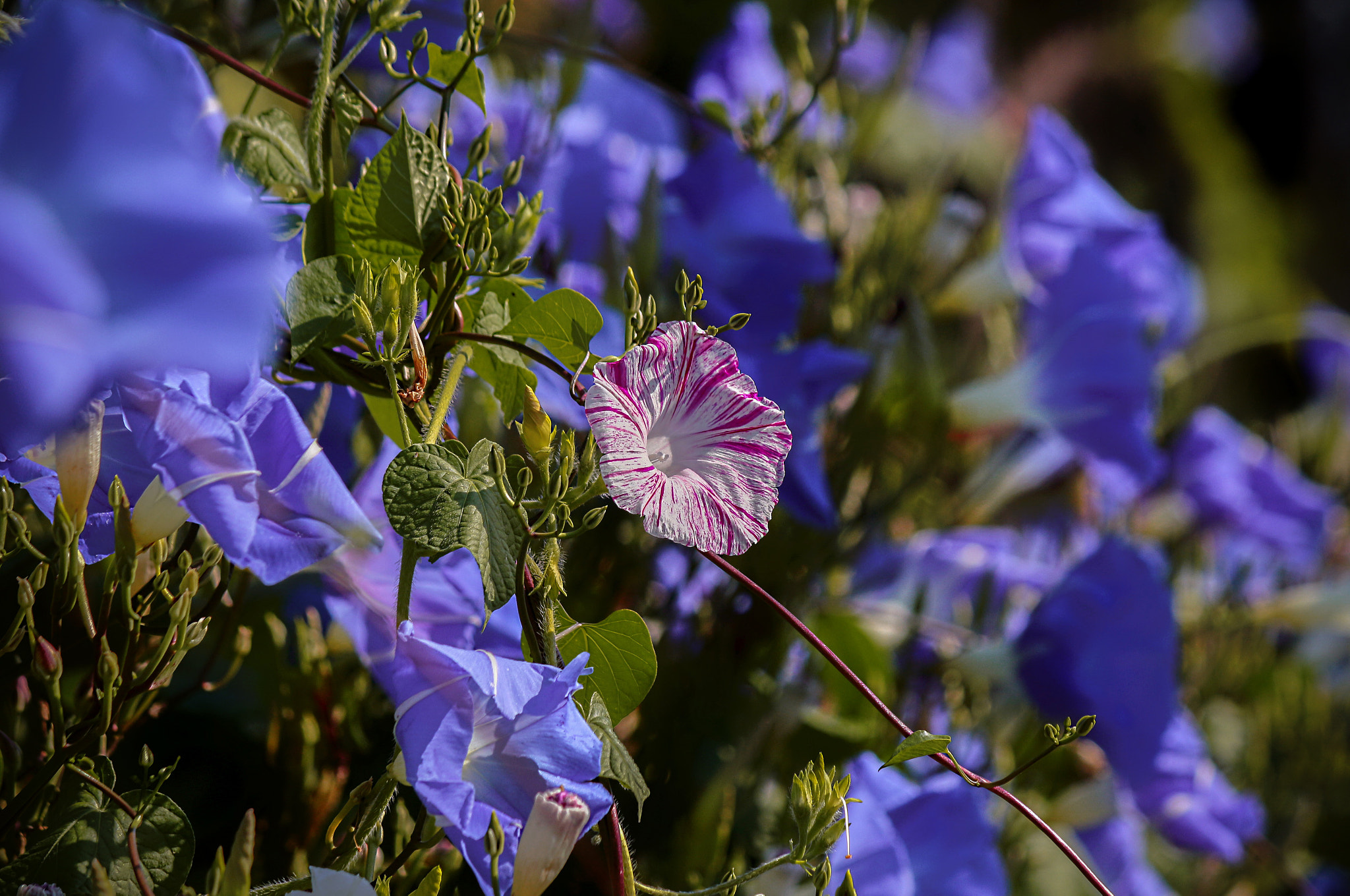 Canon EF-S 55-250mm F4-5.6 IS sample photo. Пестренький photography