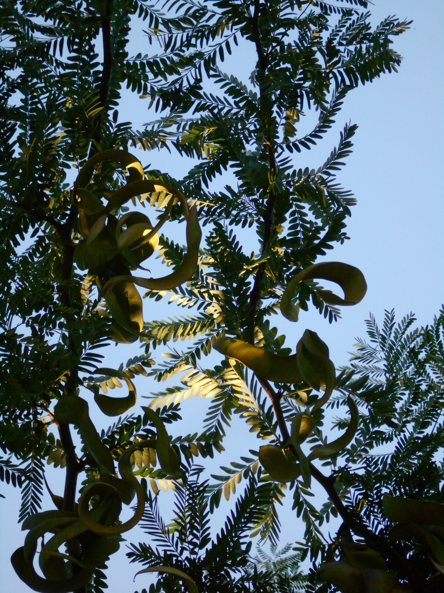 Nikon COOLPIX S2800 sample photo. Honey locust silhouette photography