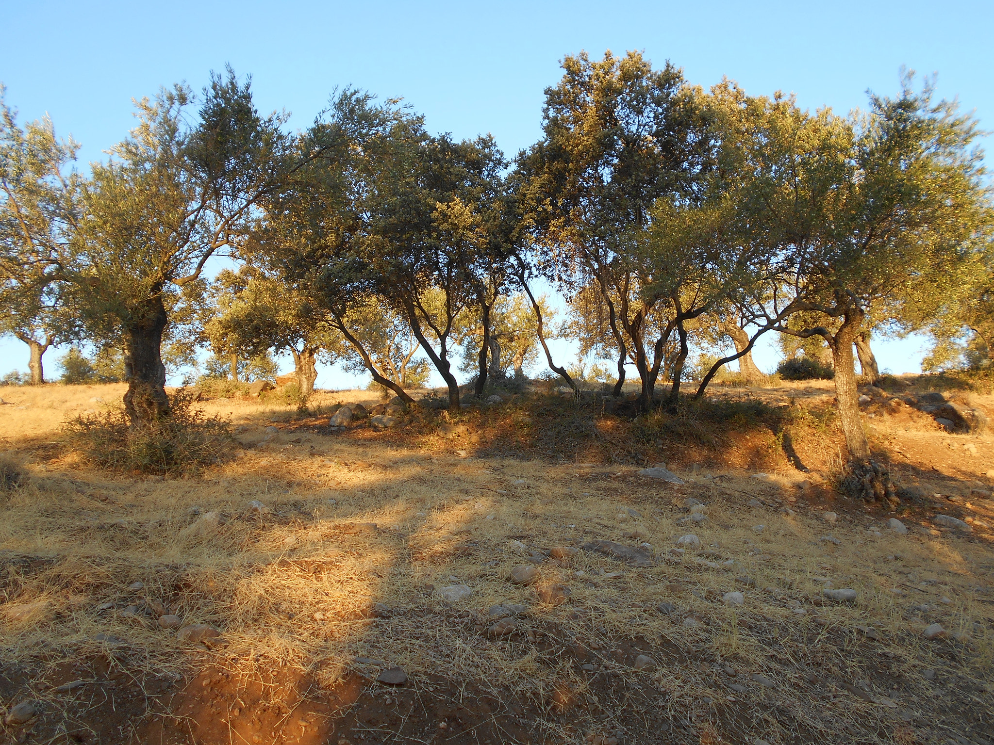 Nikon COOLPIX S2800 sample photo. Early morning olive grove photography