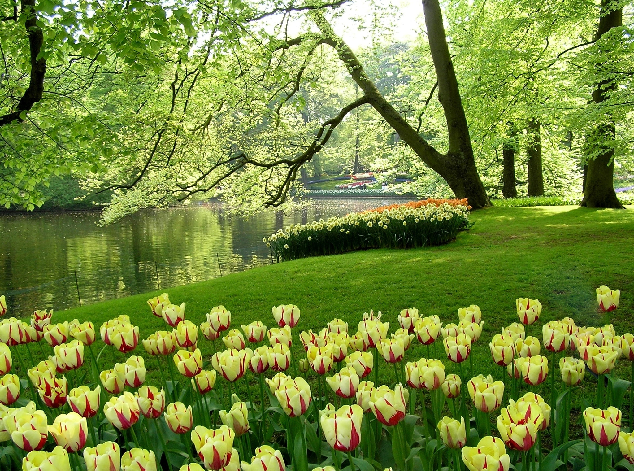 Olympus C765UZ sample photo. Parc de keukenhof photography