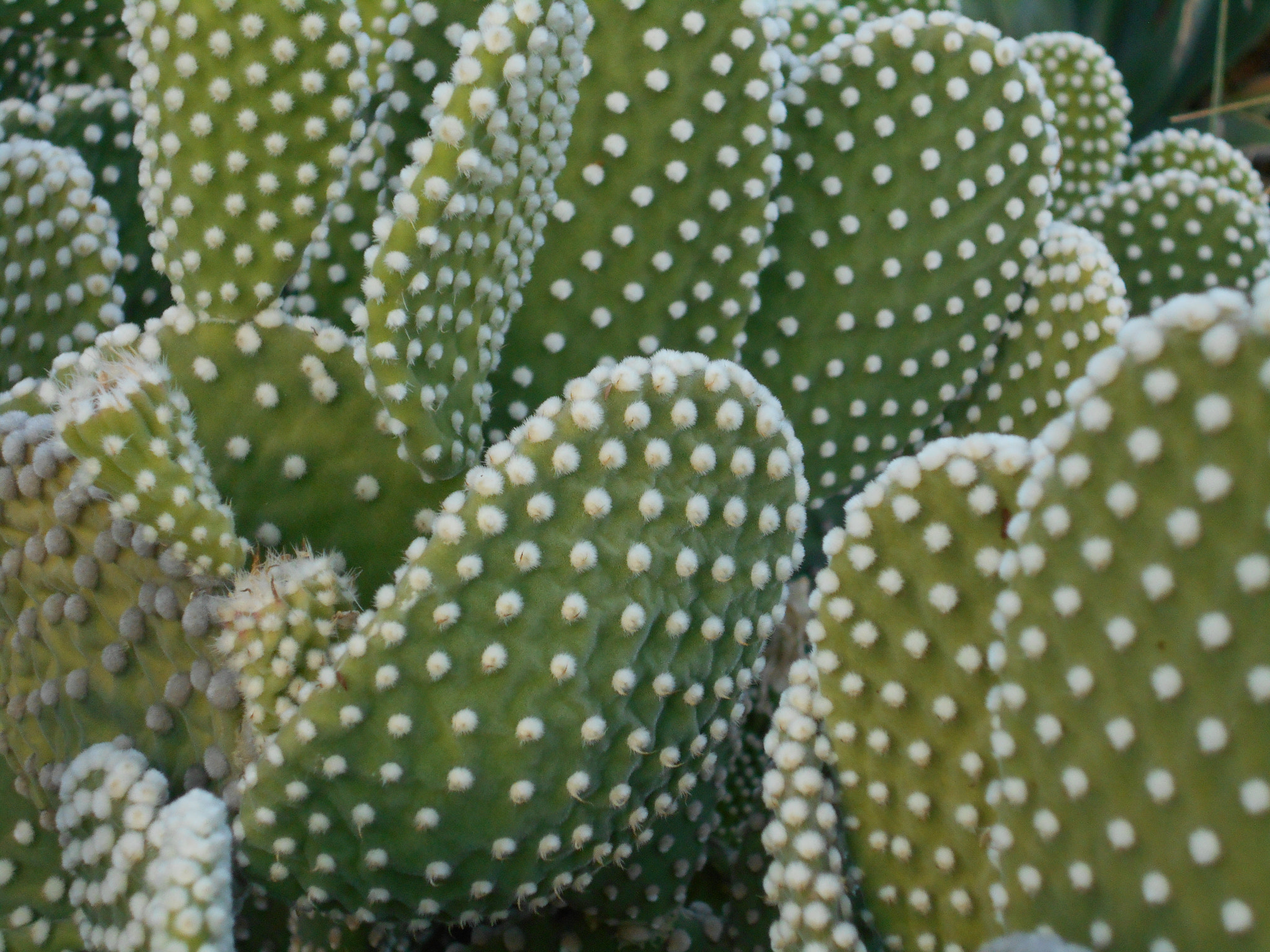 Nikon COOLPIX S2800 sample photo. Cactus love photography