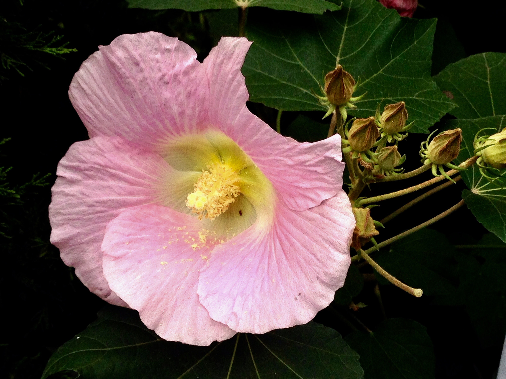 Apple iPhone5,2 sample photo. Cottonrose hibiscus 木芙蓉 photography