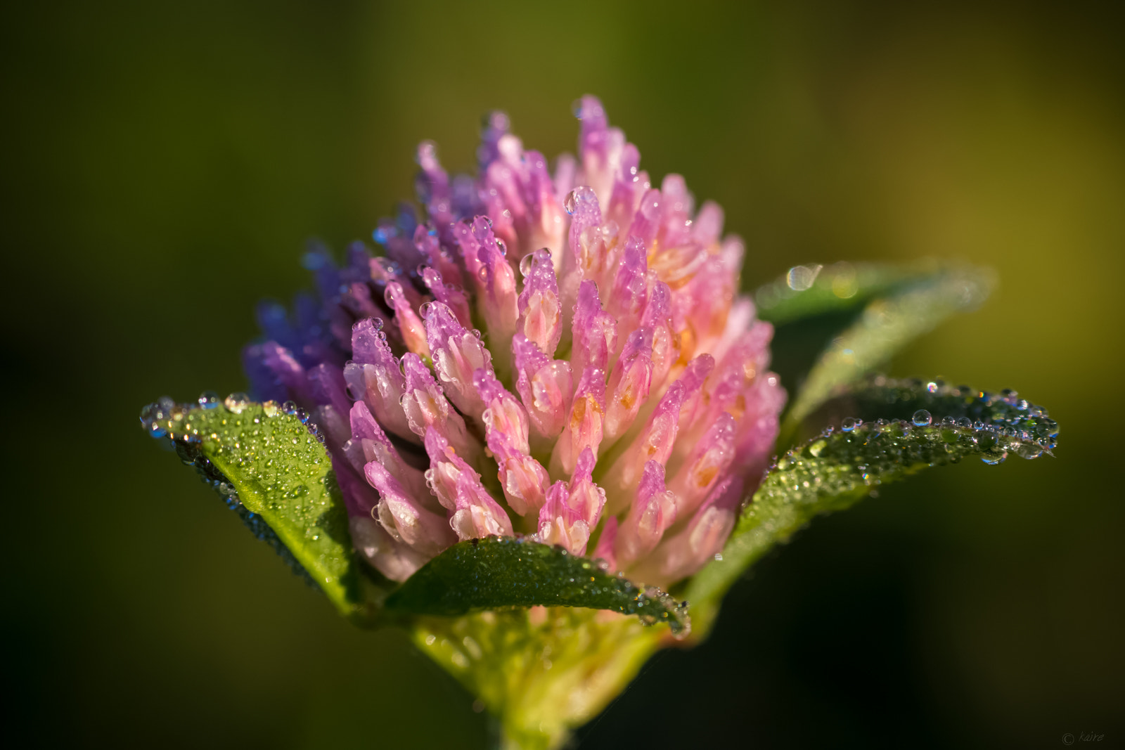 Sony SLT-A77 sample photo. Morning mist on red clover photography