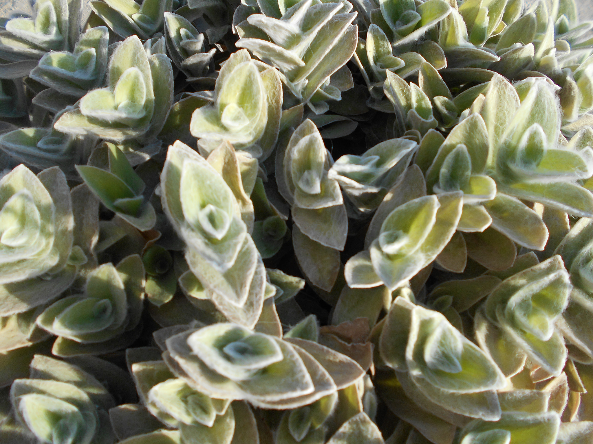 Nikon COOLPIX S2800 sample photo. Succulent in sunlight photography