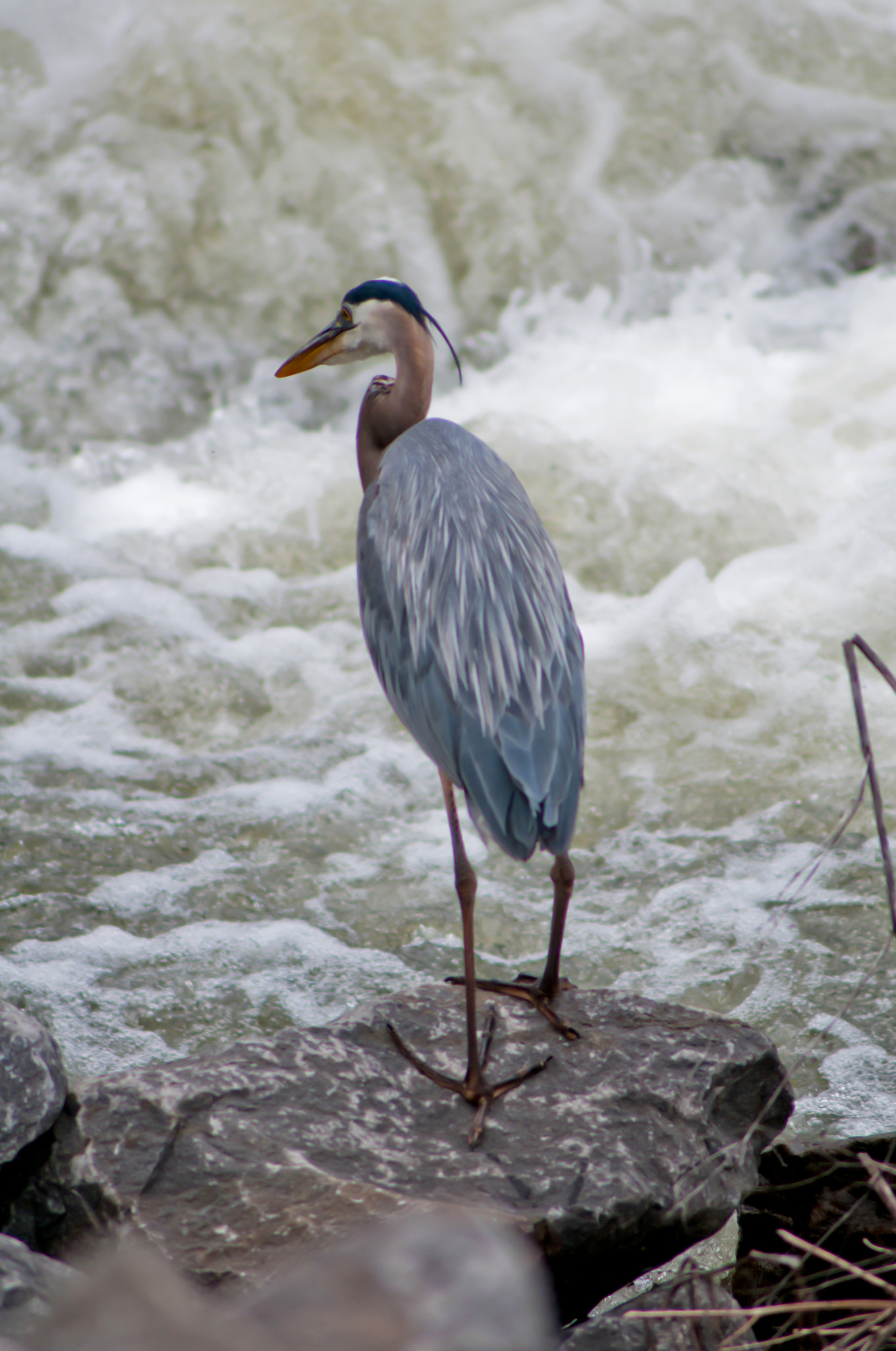 Nikon D300S sample photo. Crane on a river photography
