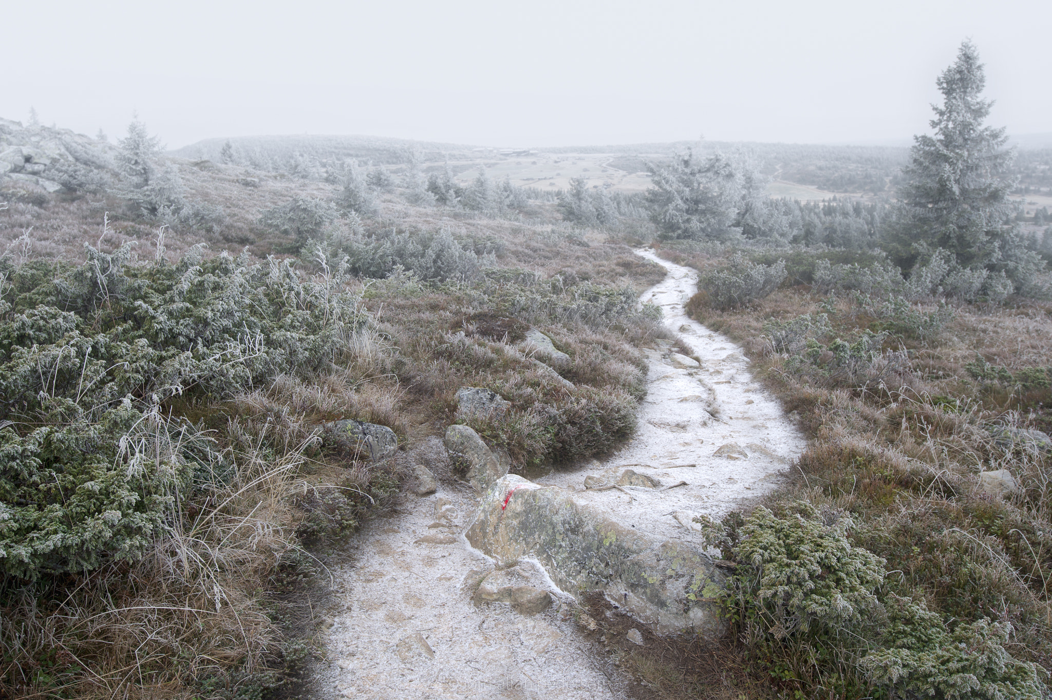 Nikon D3S sample photo. First frost photography