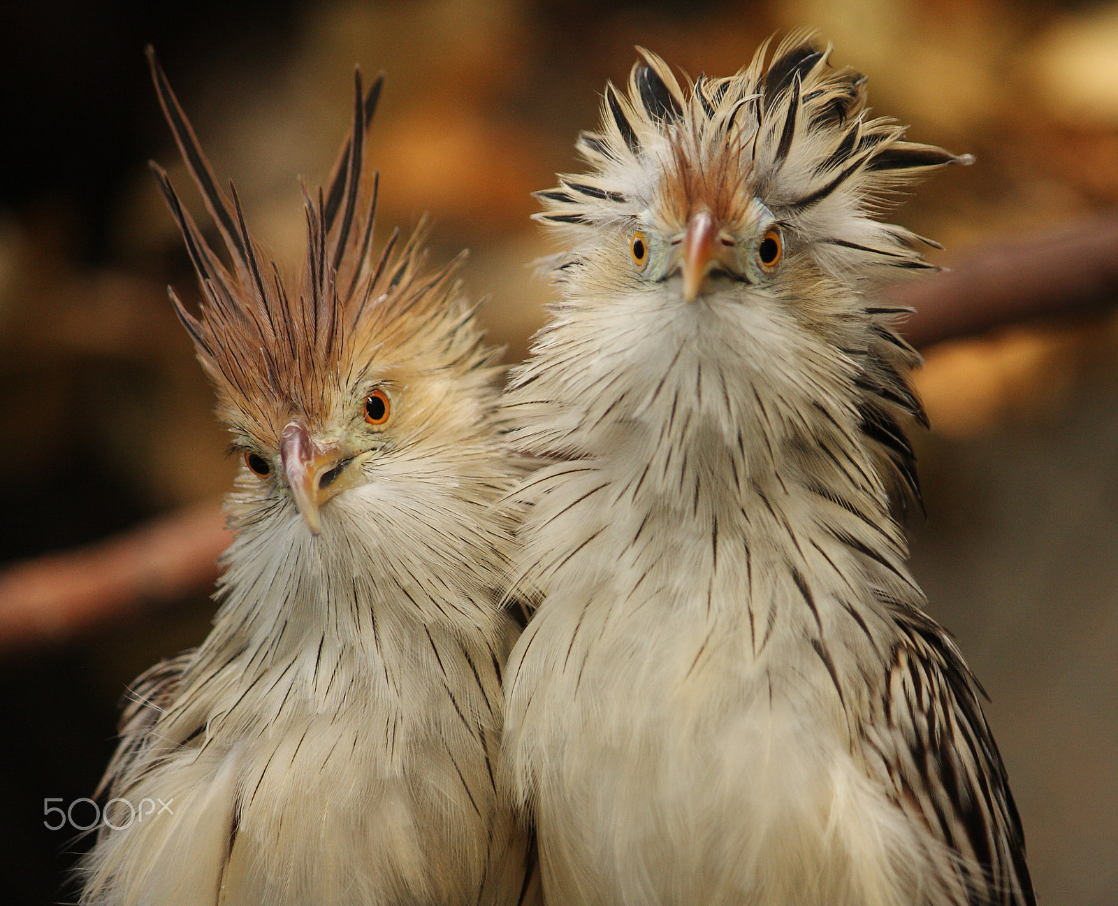 Canon EF-S 55-250mm F4-5.6 IS sample photo. Two cuckoos photography