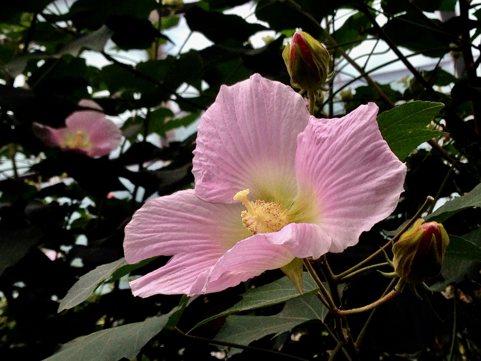Apple iPhone5,2 sample photo. Cottonrose hibiscus 木芙蓉 photography