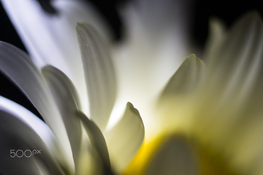 Sony a99 II + MACRO 50mm F2.8 sample photo. Cathédrale de lumière 2 photography