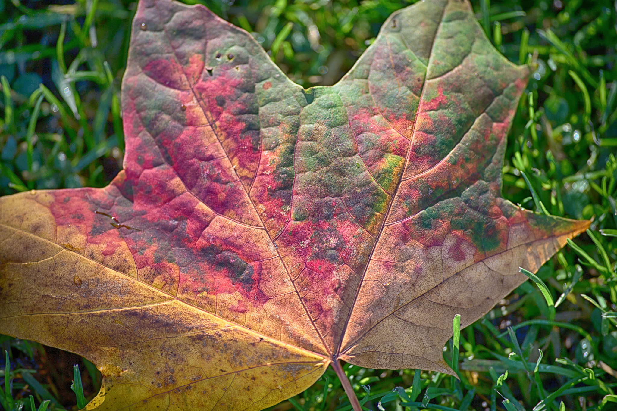 Canon EOS 6D sample photo. Autumn in edin photography