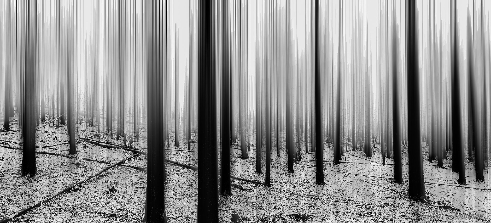 Canon EF 14mm F2.8L II USM sample photo. Burned forest photography