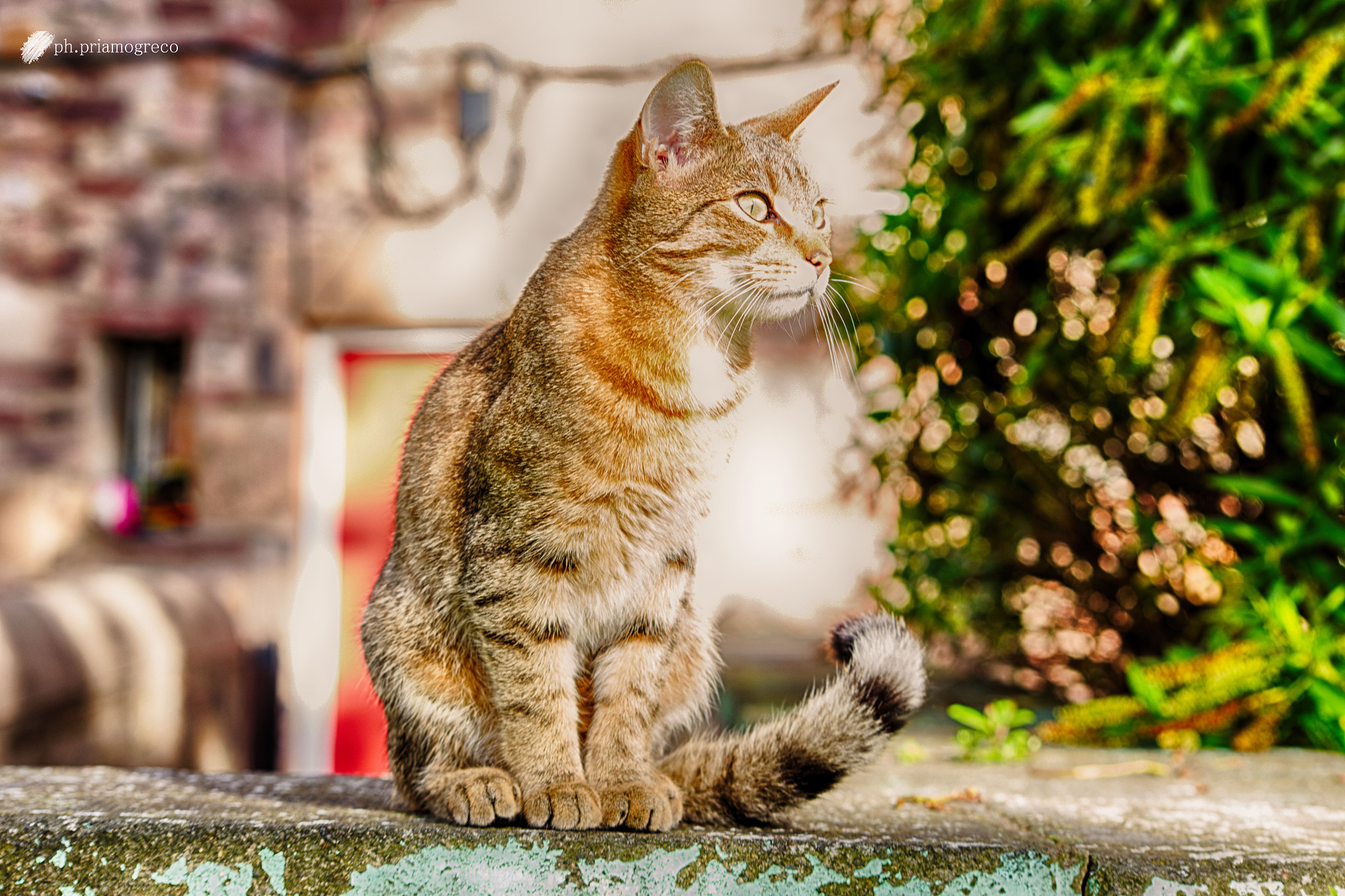 Sigma 70-300mm F4-5.6 APO DG Macro sample photo. The thank you cat photography