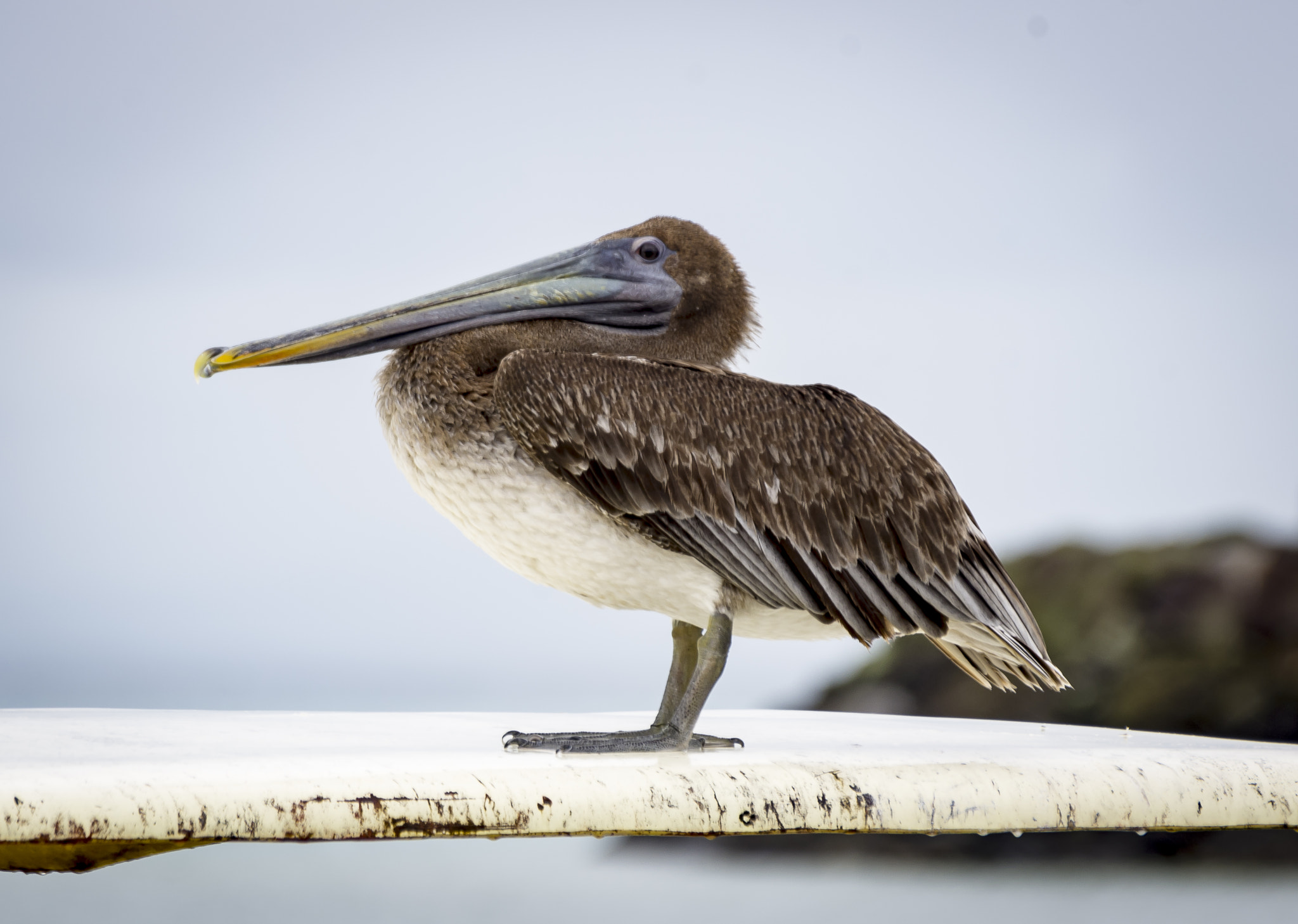 Pentax K-5 sample photo. Braunpelikan (pelecanus occidentalis)° photography