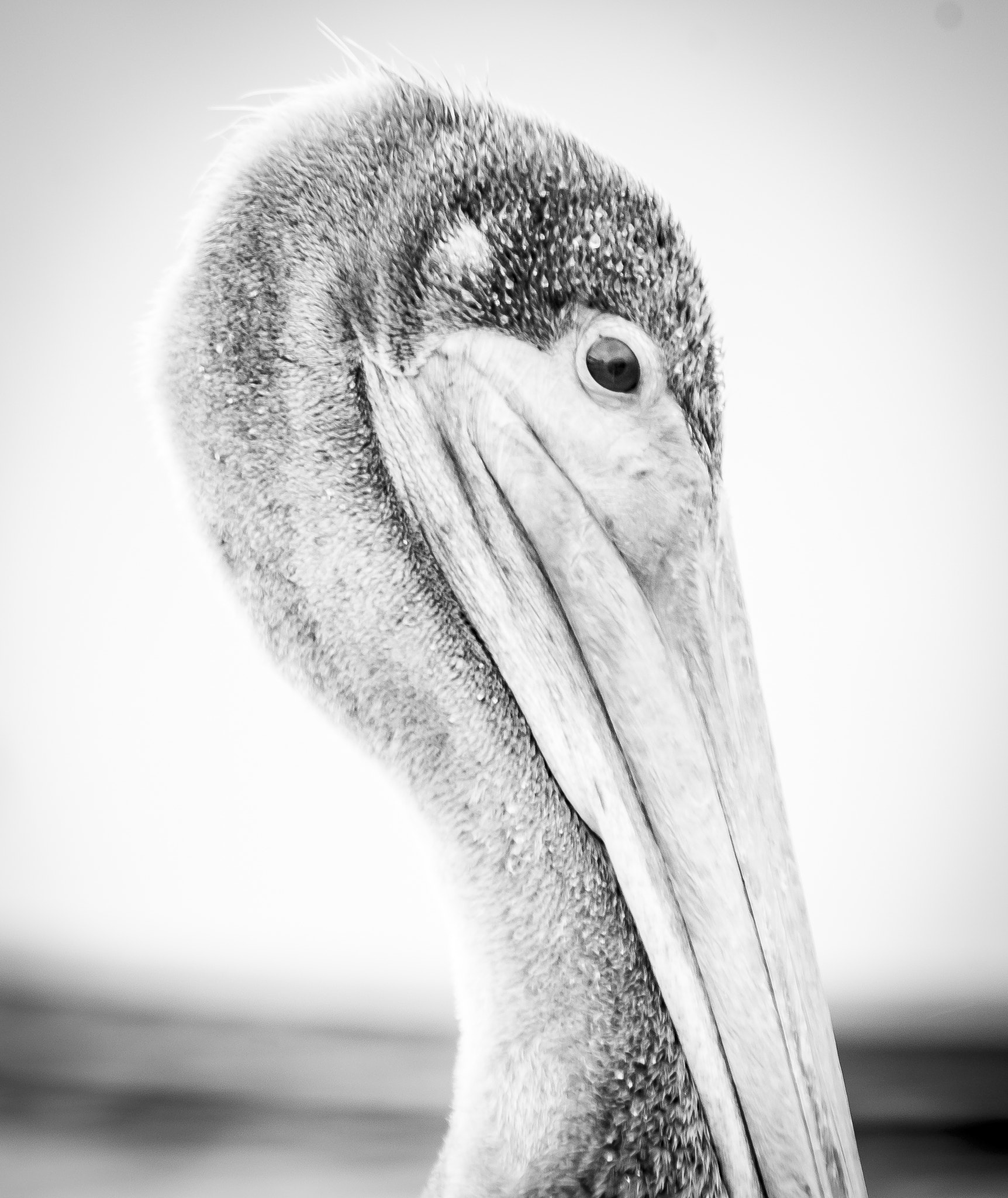 Pentax K-5 + Sigma sample photo. Brown pelican (pelecanus occidentalis)° photography