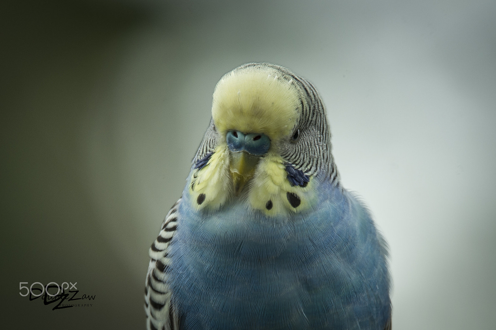 Nikon D4 sample photo. Mr.parrot photography