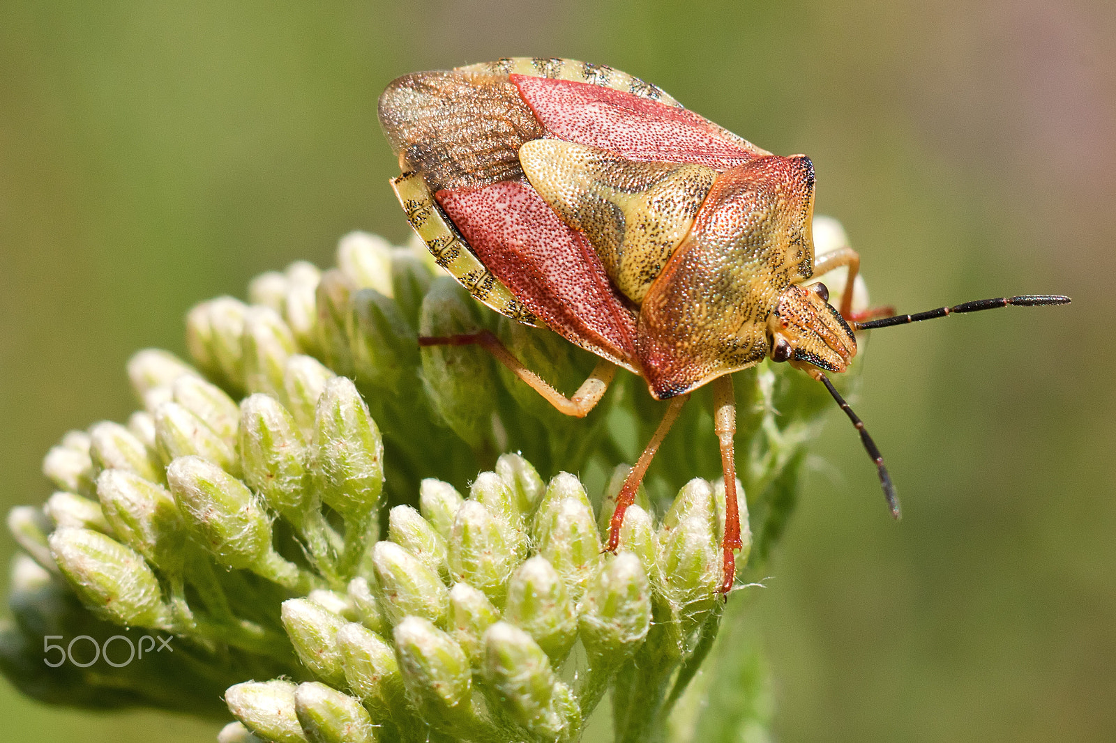 Canon EF 28-80mm f/3.5-5.6 sample photo. Carpocoris fuscispinus photography