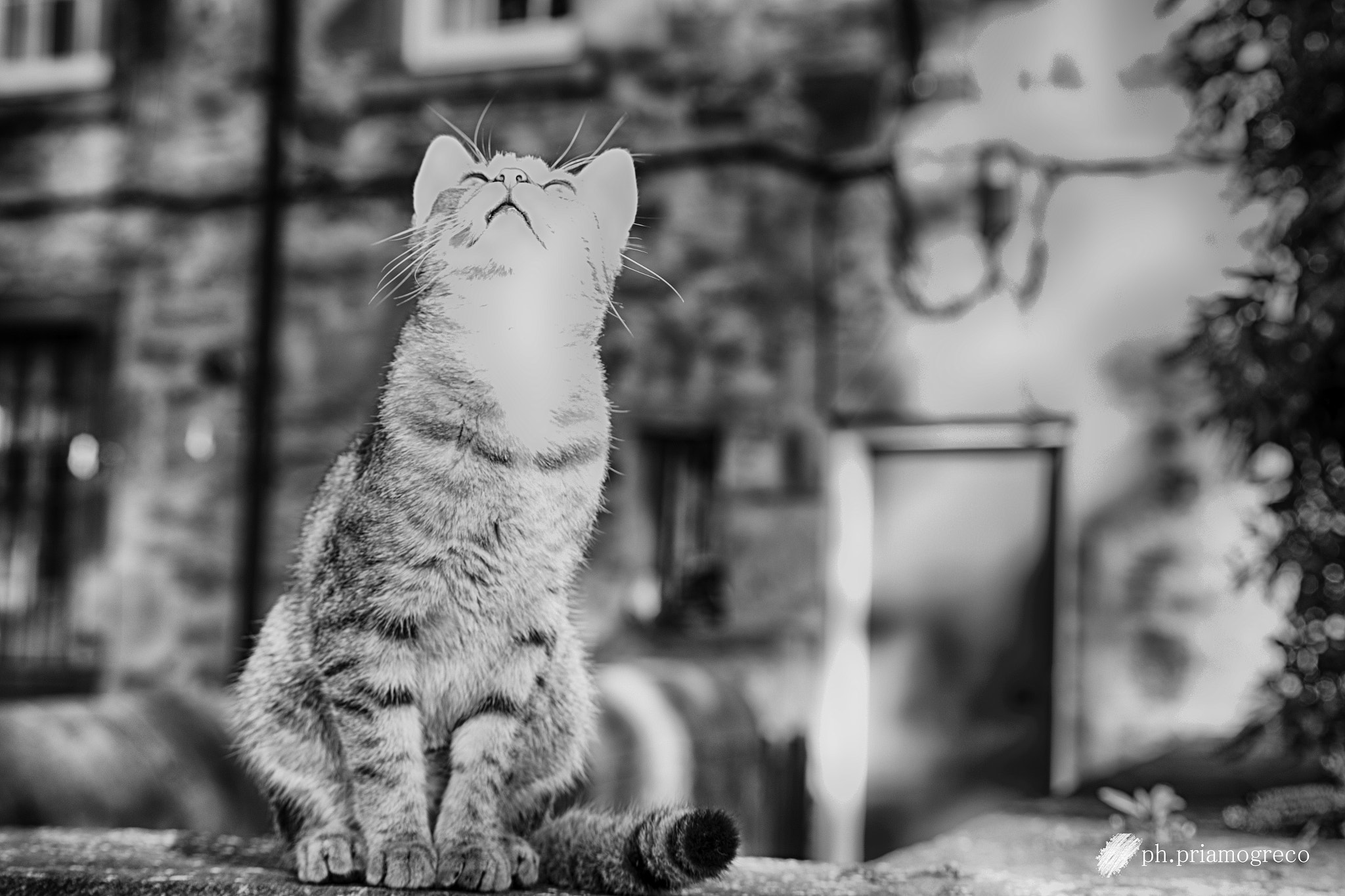 Sigma 70-300mm F4-5.6 APO DG Macro sample photo. The thank you cat (bw) photography