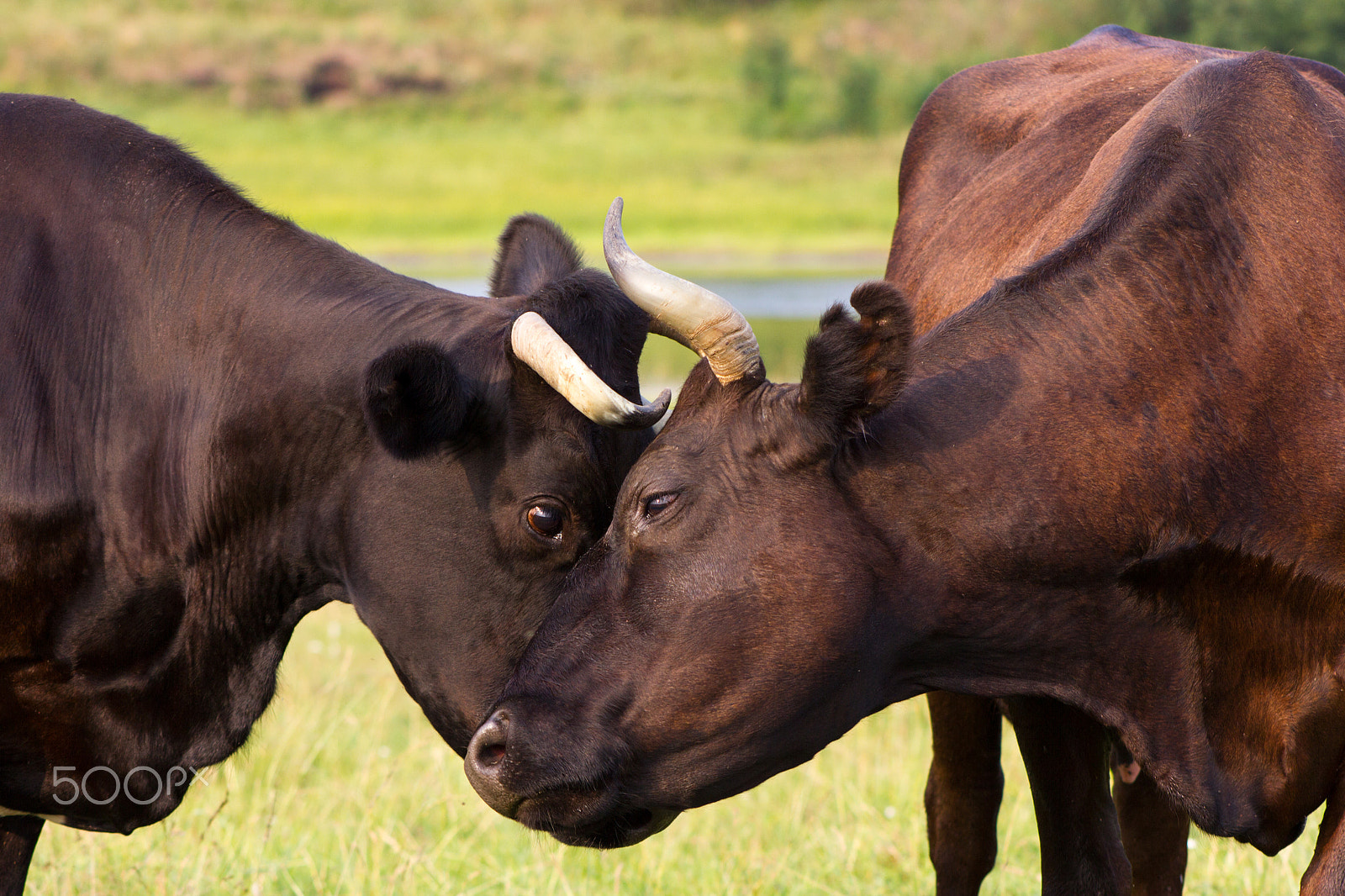 Canon EF 75-300mm f/4-5.6 USM sample photo. Red and black cows photography