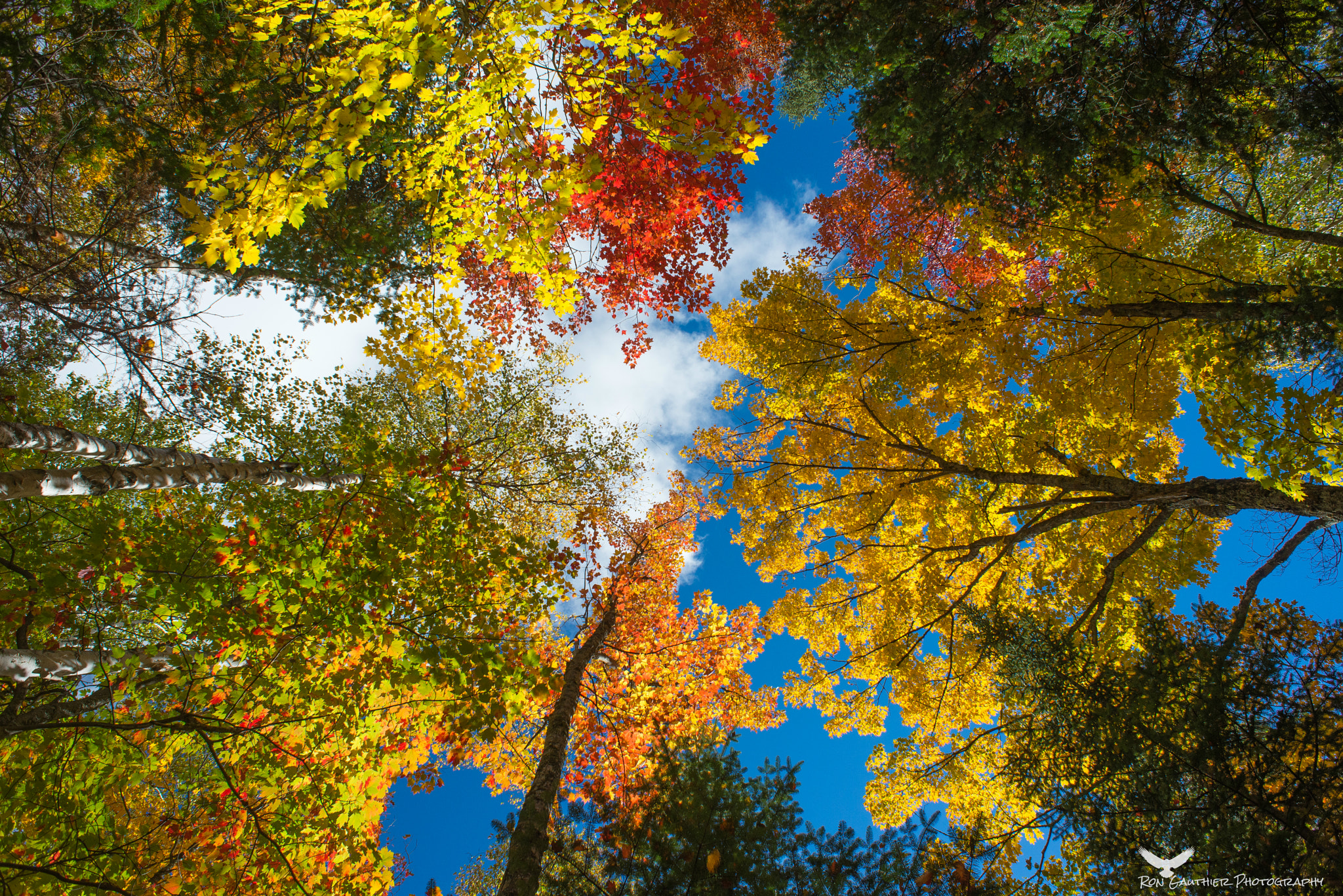 Nikon D610 + Nikon AF Nikkor 20mm F2.8D sample photo. Look up ! photography