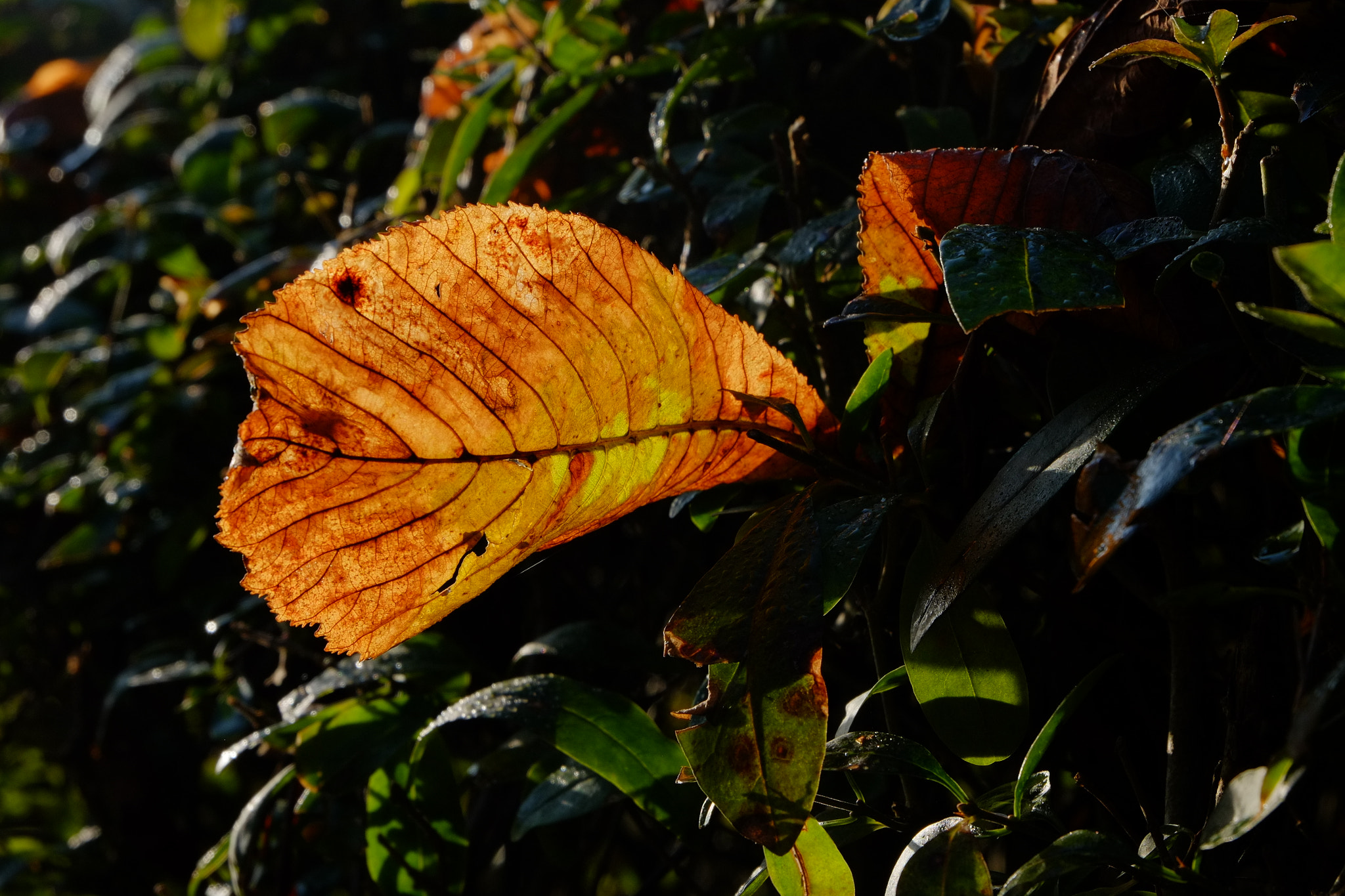 Fujifilm XC 16-50mm F3.5-5.6 OIS II sample photo. A leaf, gleaming in the morning sun photography