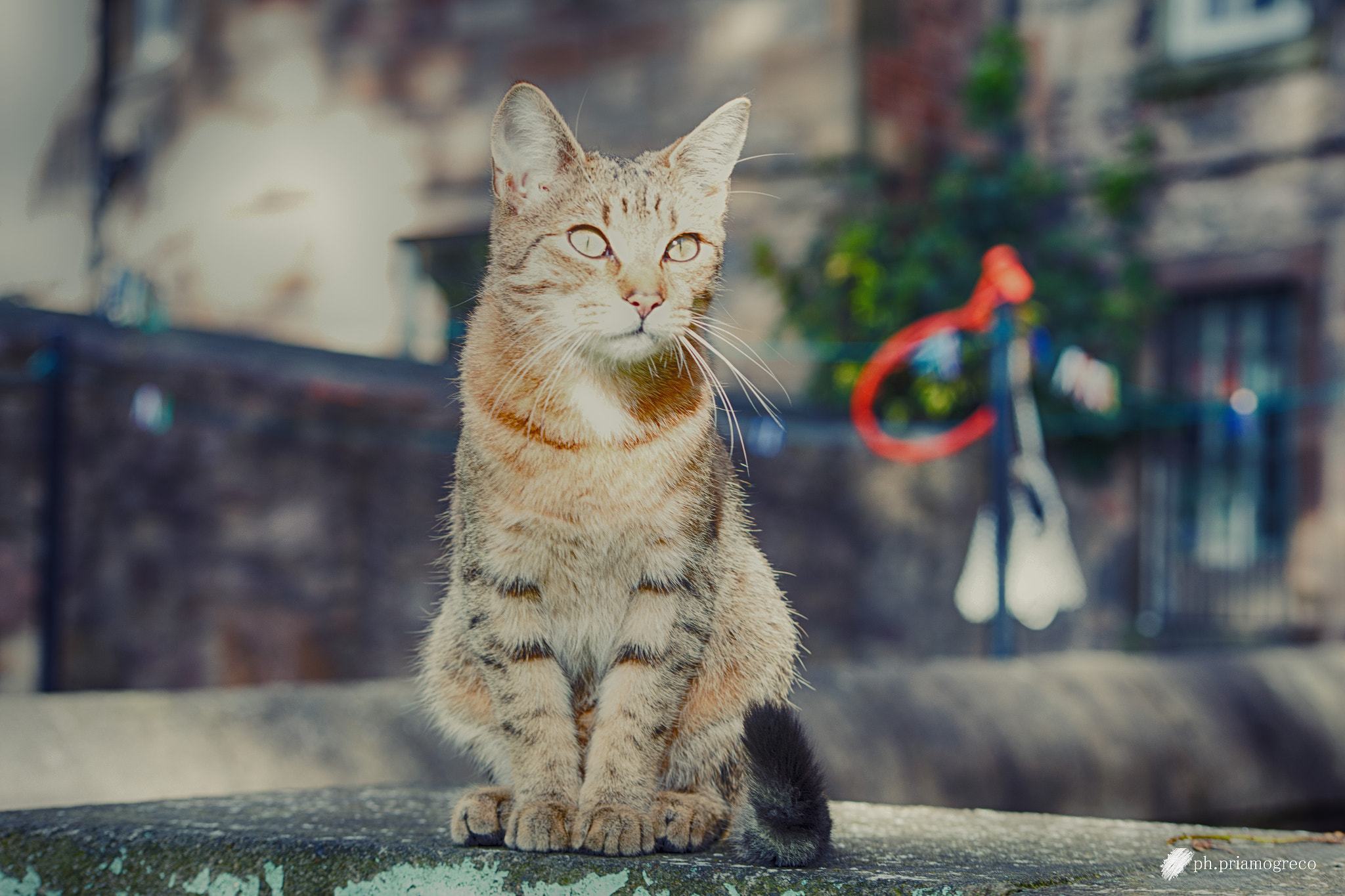 Sigma 70-300mm F4-5.6 APO DG Macro sample photo. The thank you cat v.3 photography