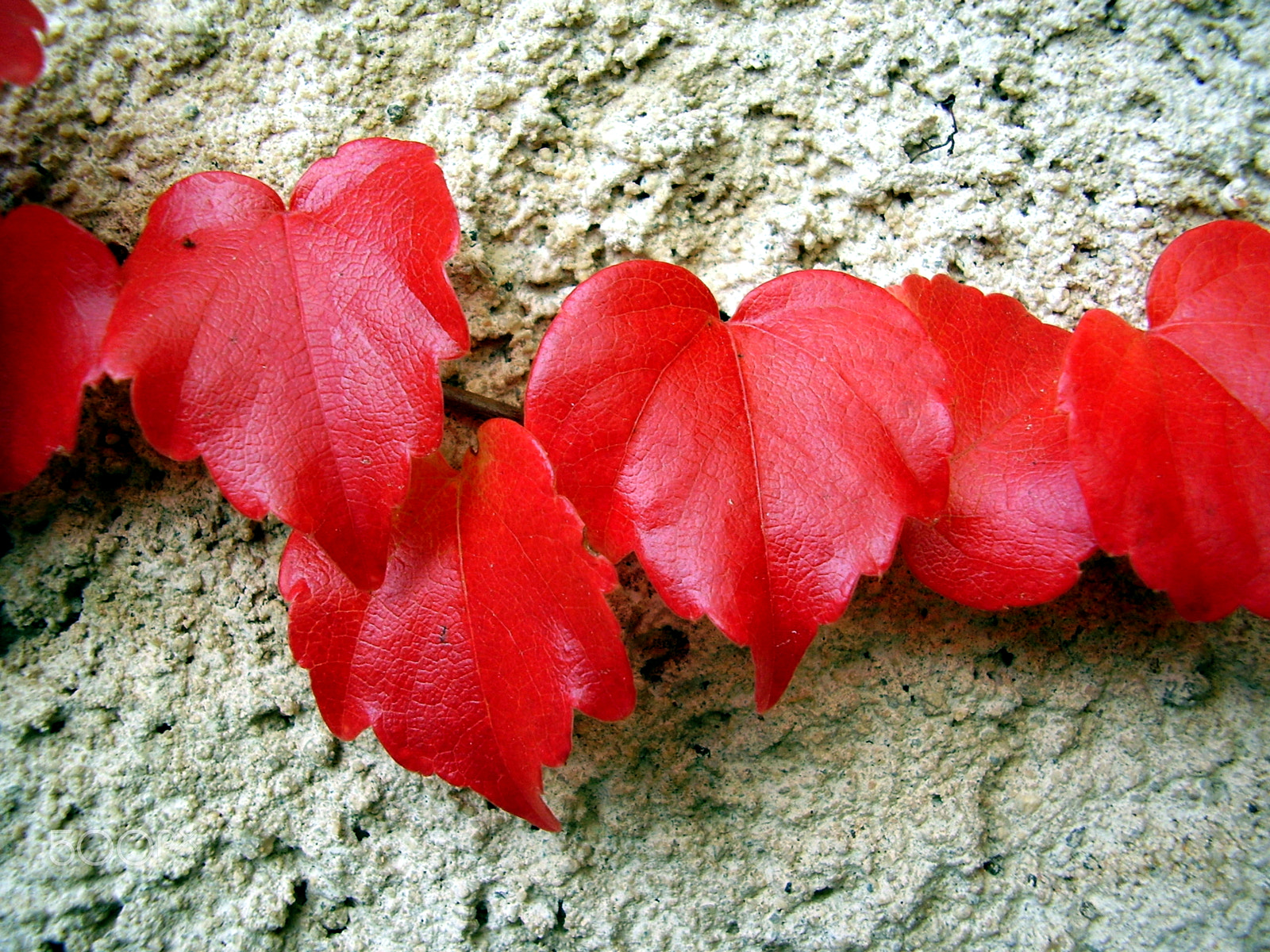 Olympus FE115,X715 sample photo. Virginia creeper leaves in autumn photography