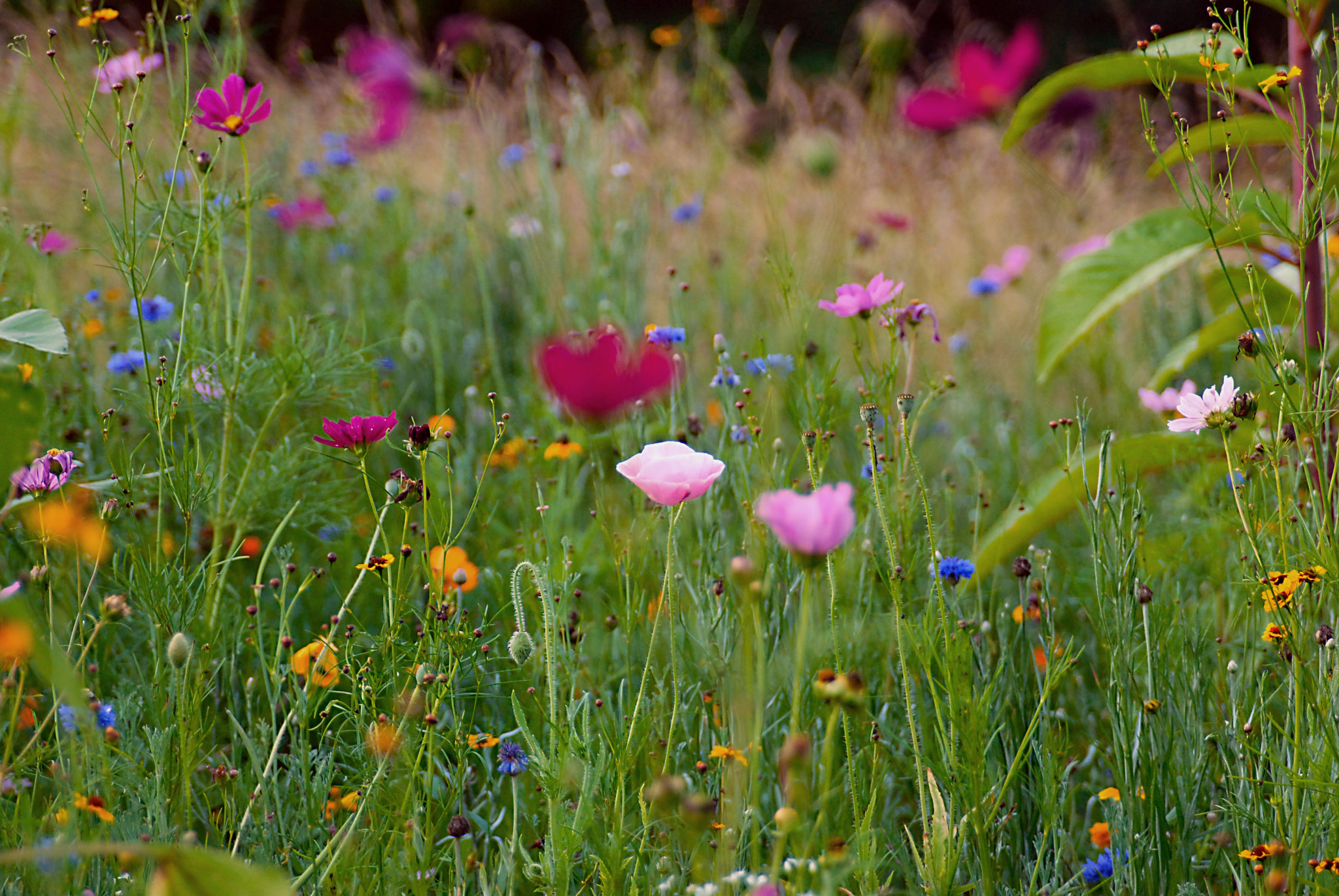 AF Zoom-Nikkor 28-105mm f/3.5-4.5D IF sample photo. Amazingpoppies photography