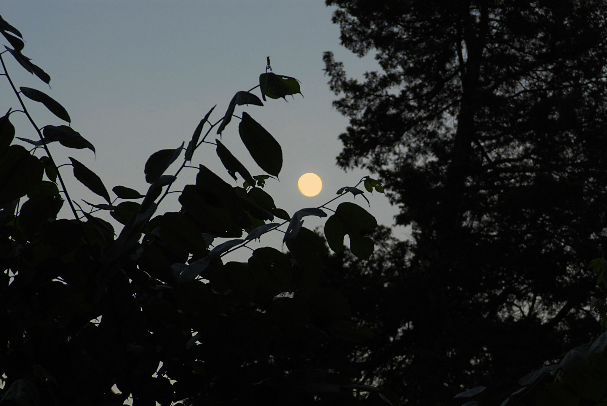 AF Zoom-Nikkor 28-105mm f/3.5-4.5D IF sample photo. Darkmoonrise photography