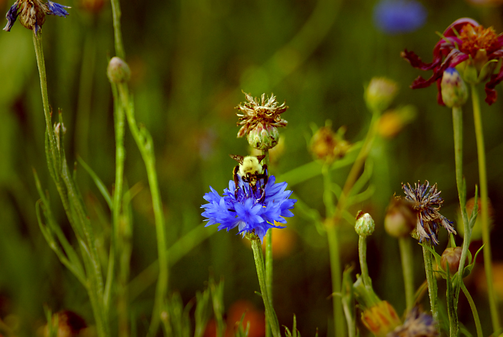 AF Zoom-Nikkor 28-105mm f/3.5-4.5D IF sample photo. Beeflower photography