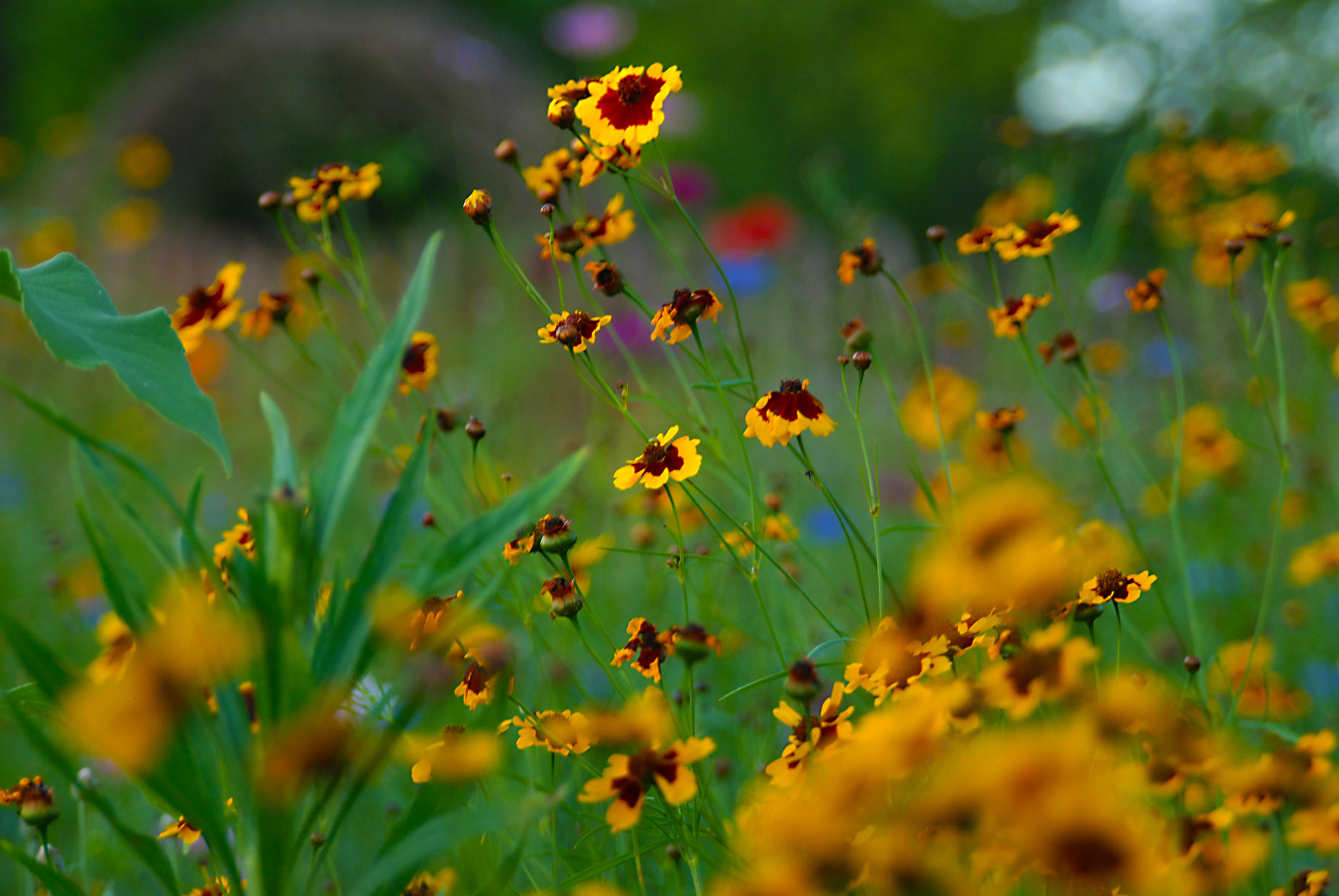 AF Zoom-Nikkor 28-105mm f/3.5-4.5D IF sample photo. Fieldofyellow photography