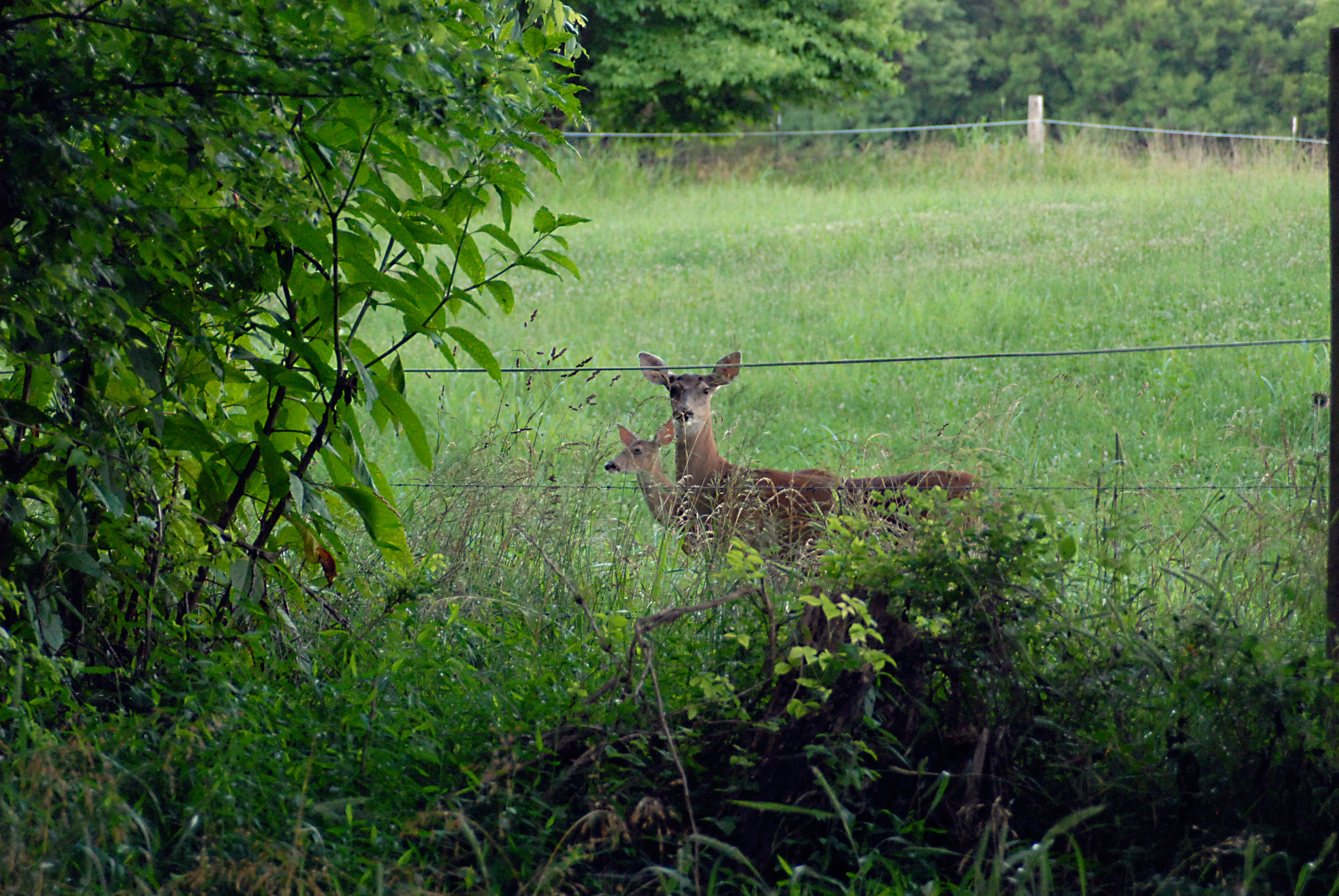 AF Zoom-Nikkor 28-105mm f/3.5-4.5D IF sample photo. Twodeer photography