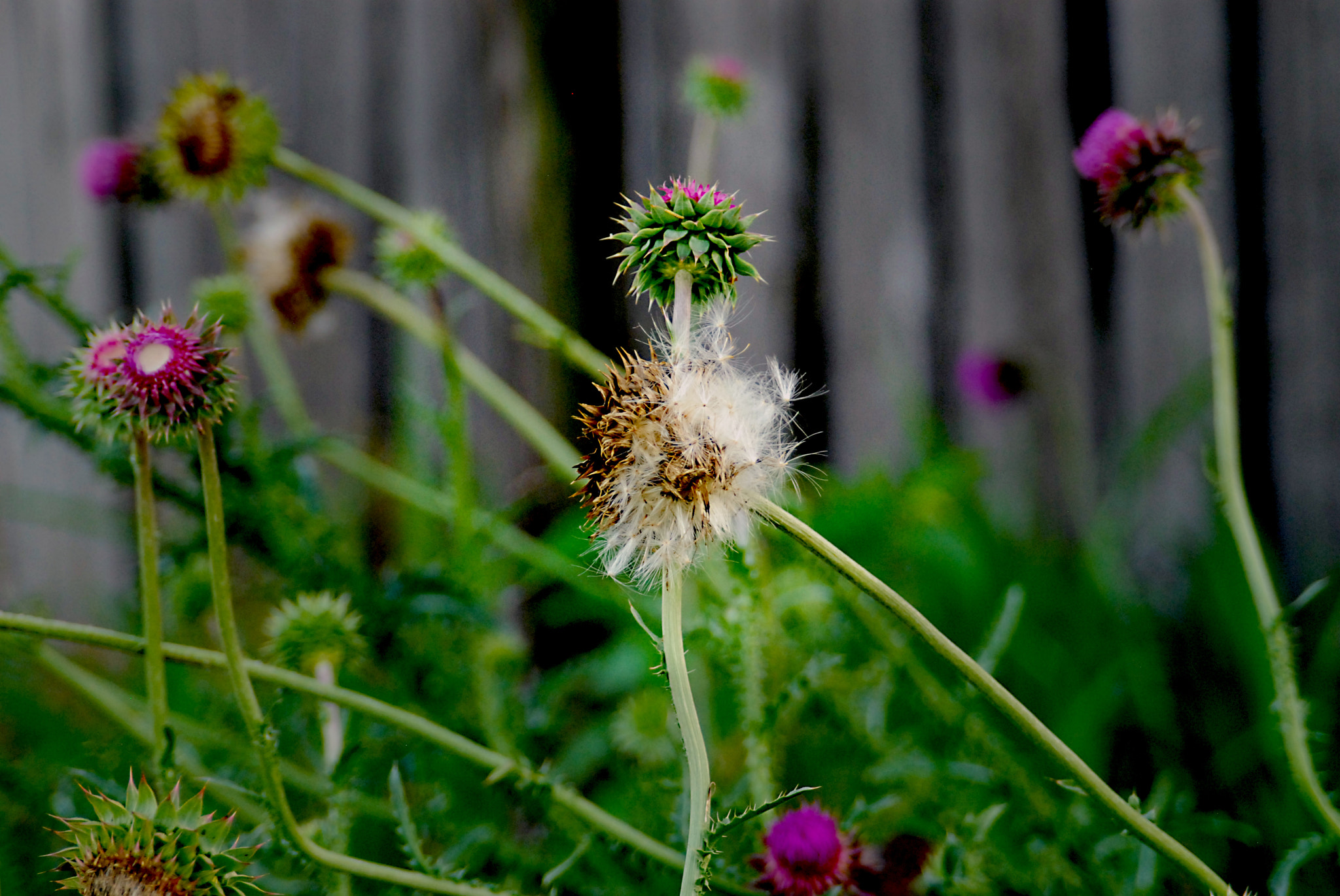 AF Zoom-Nikkor 28-105mm f/3.5-4.5D IF sample photo. Weedsbeforebarn photography
