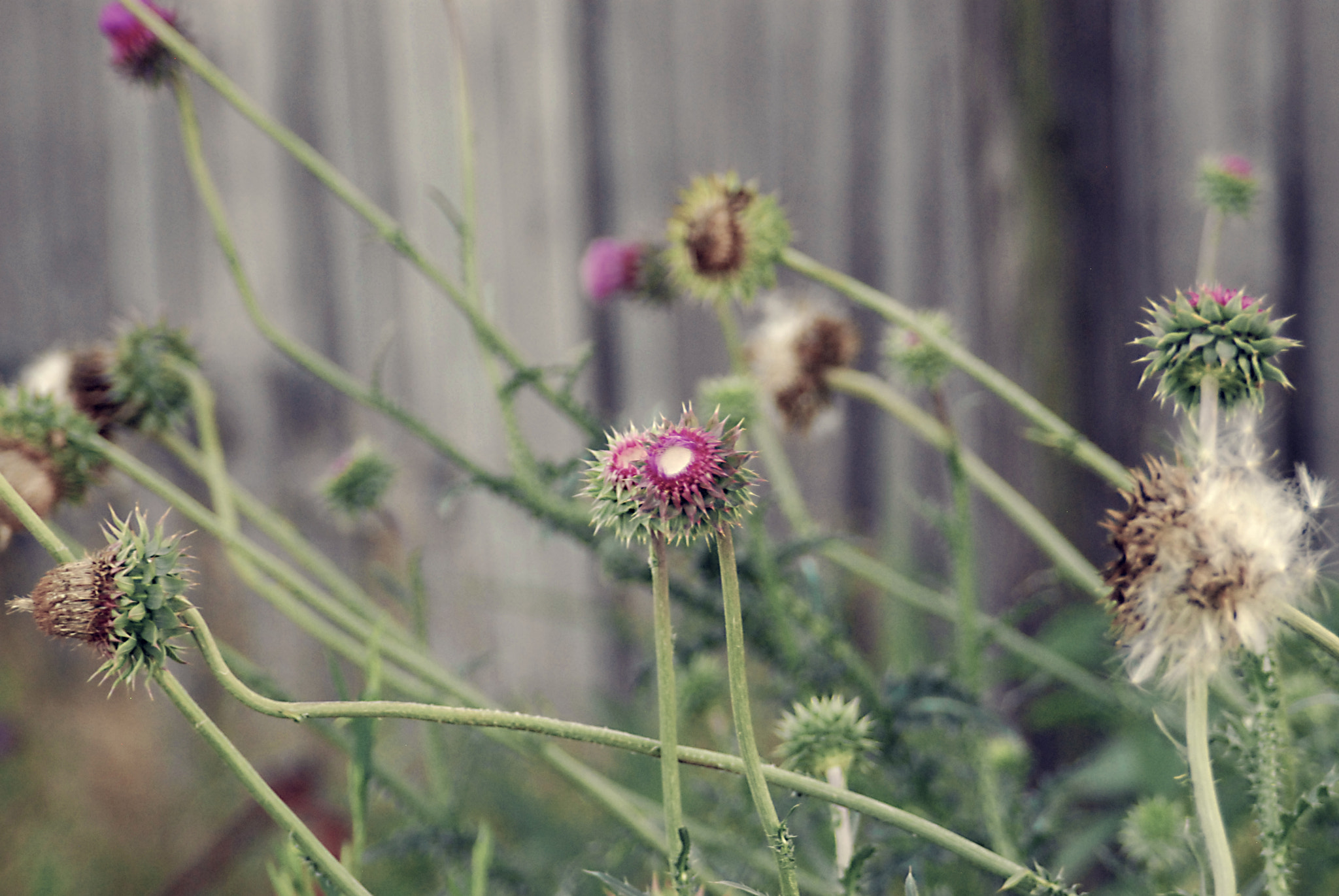 AF Zoom-Nikkor 28-105mm f/3.5-4.5D IF sample photo. Weedsbeforebarn photography