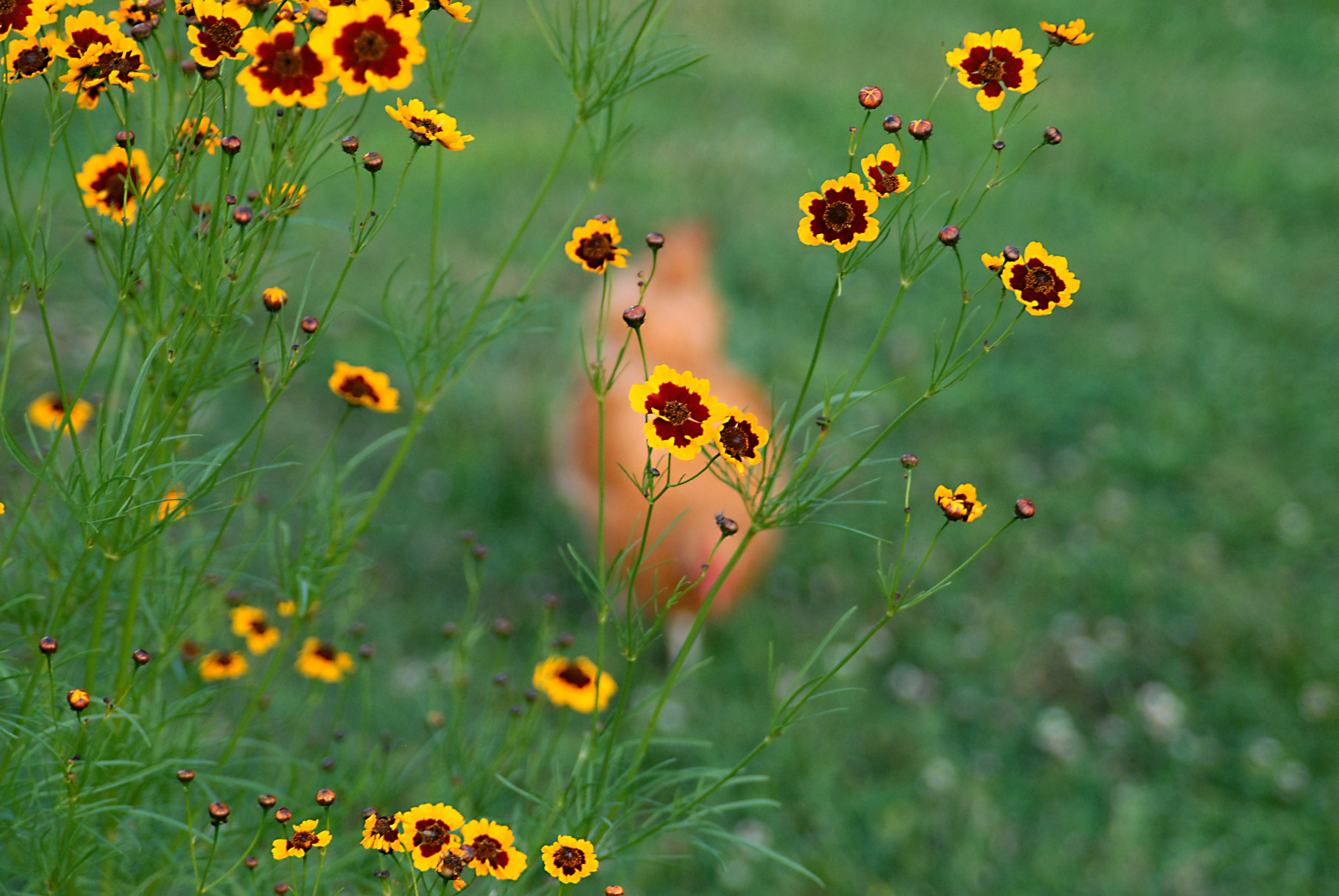 AF Zoom-Nikkor 28-105mm f/3.5-4.5D IF sample photo. Yellowwithchicken photography