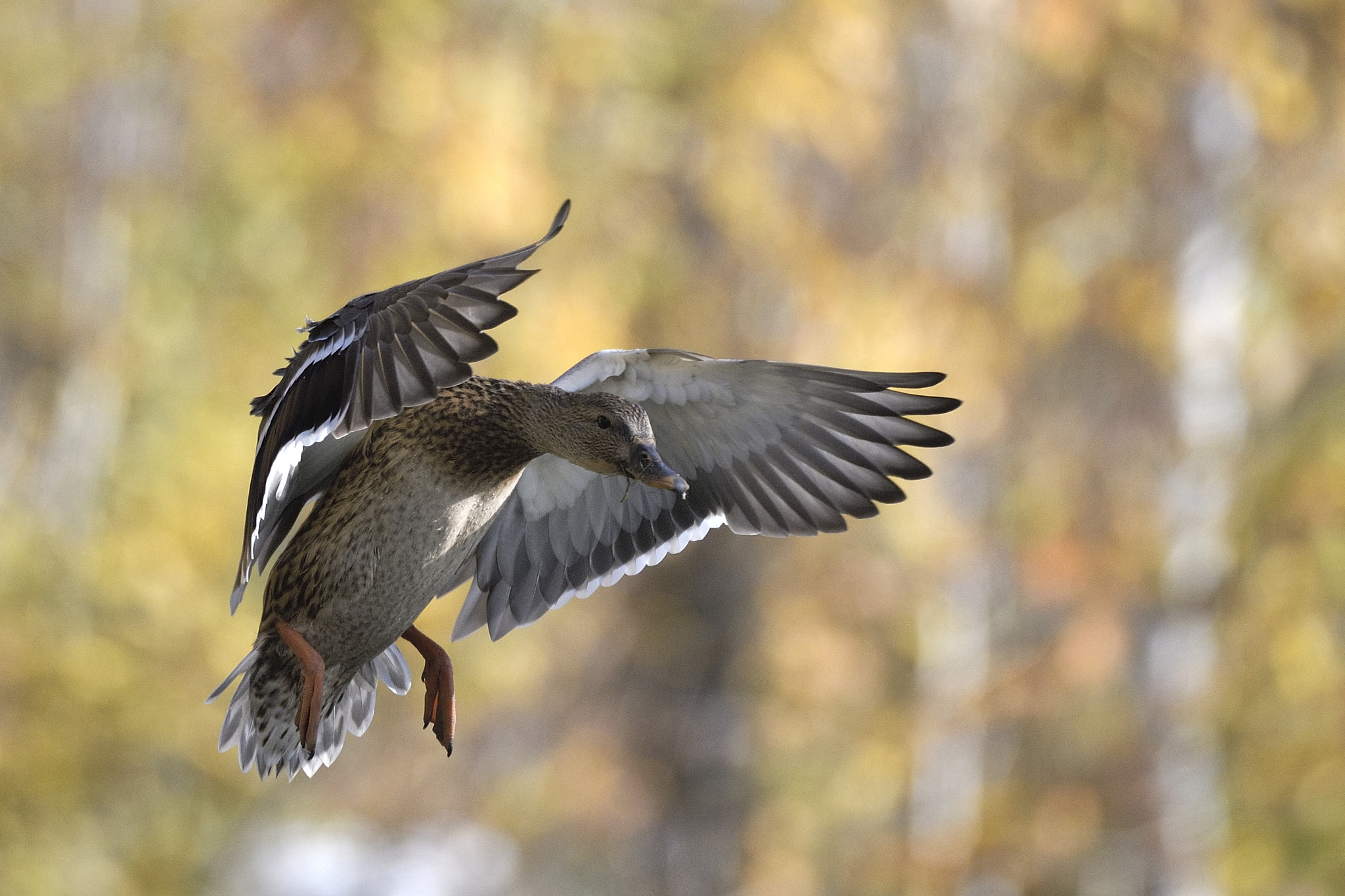 Nikon AF-S Nikkor 200-400mm F4G ED-IF VR sample photo. Canard d'automne photography
