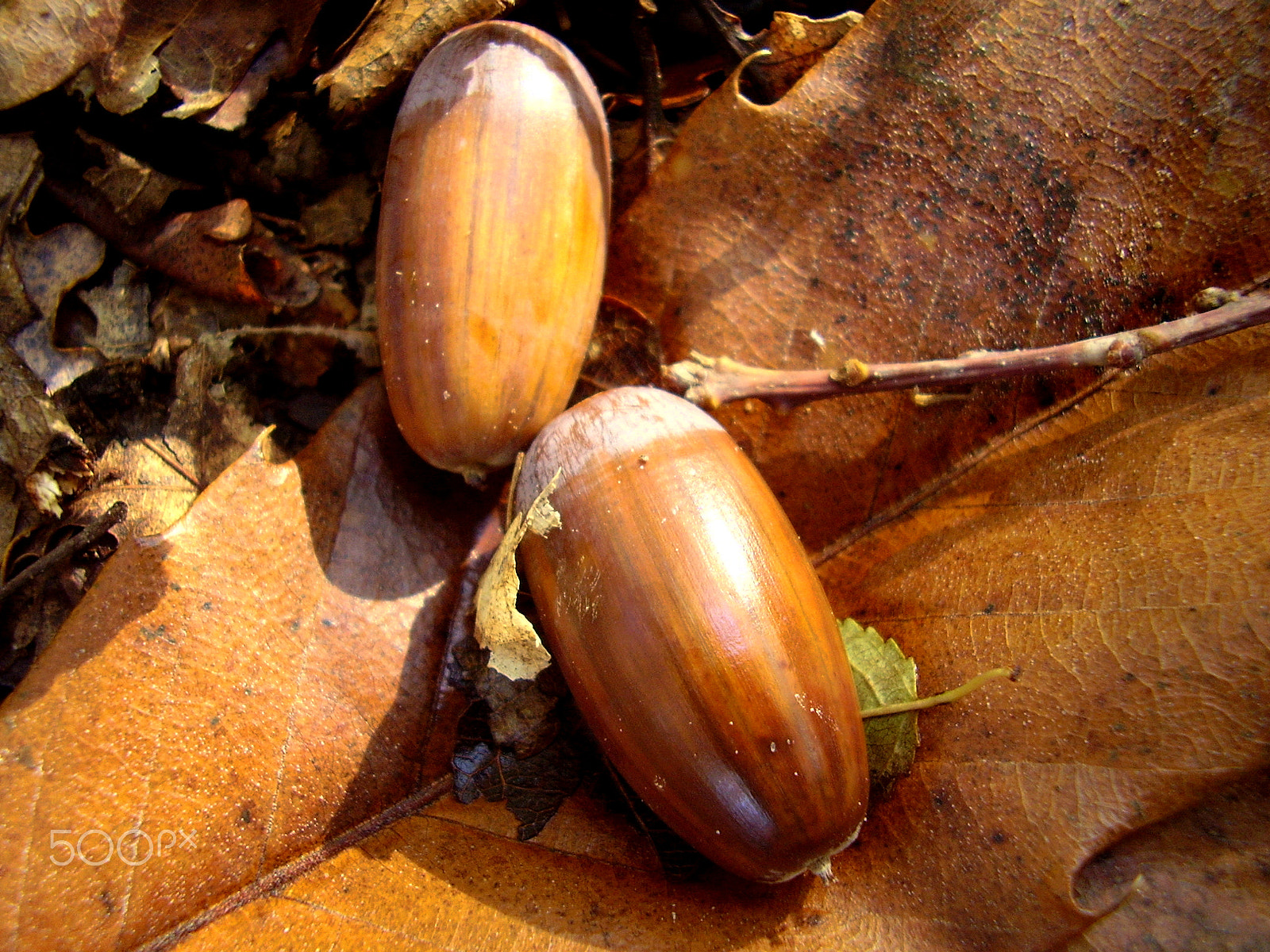Olympus FE115,X715 sample photo. Acorns on a leaf photography
