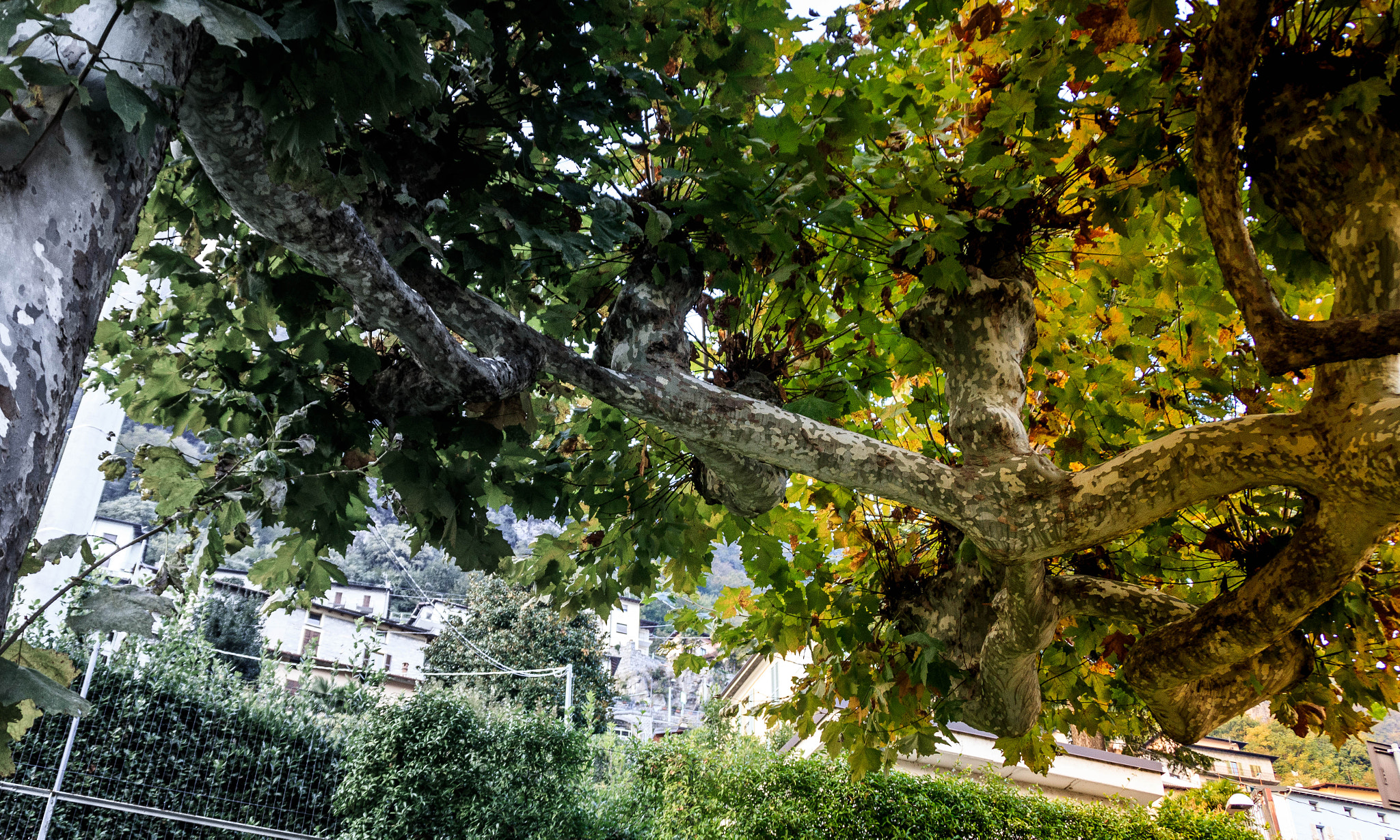 Canon EOS 750D (EOS Rebel T6i / EOS Kiss X8i) sample photo. Trees connection photography