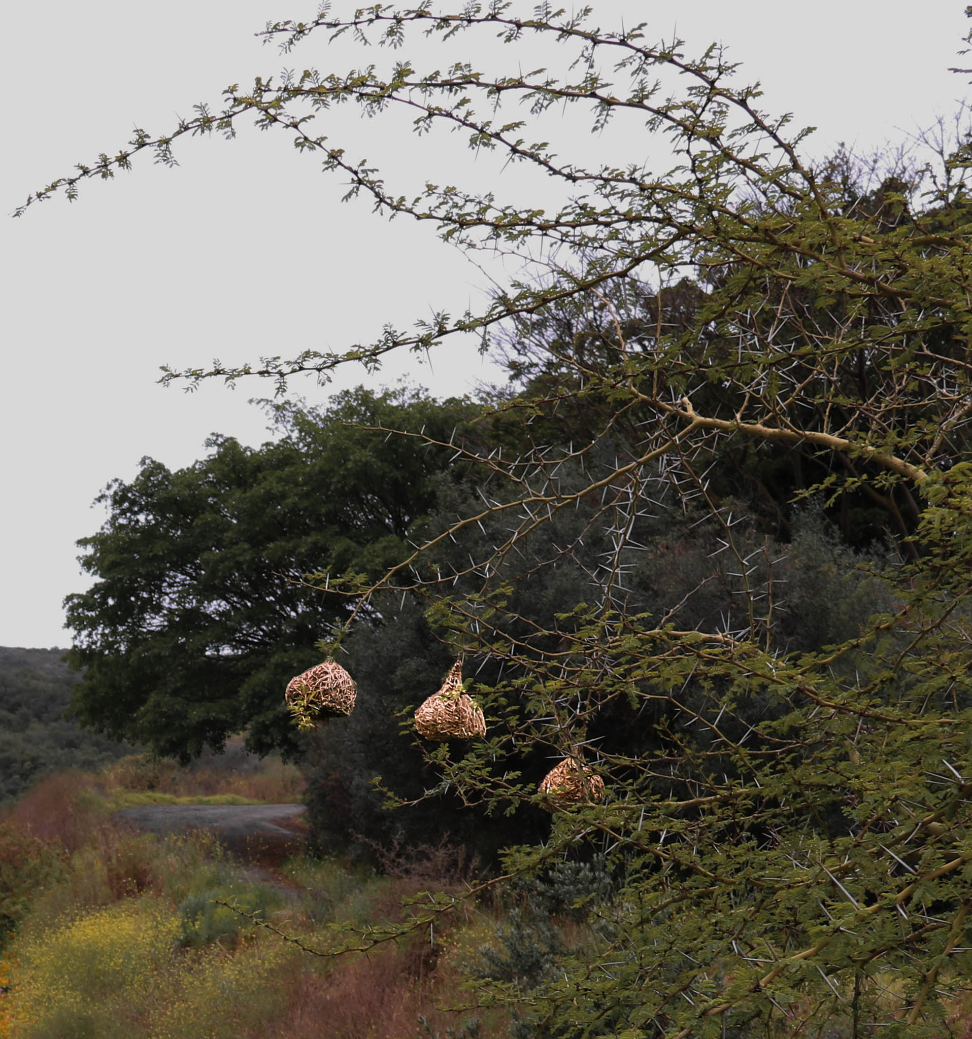 Canon EOS 750D (EOS Rebel T6i / EOS Kiss X8i) sample photo. Weaver nests photography