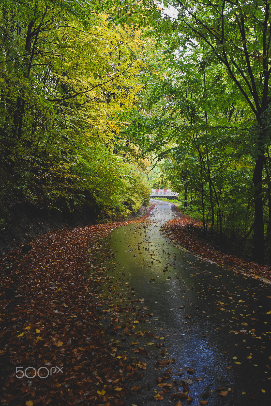 Nikon D7200 + Nikon AF Nikkor 20mm F2.8D sample photo. Fall road photography