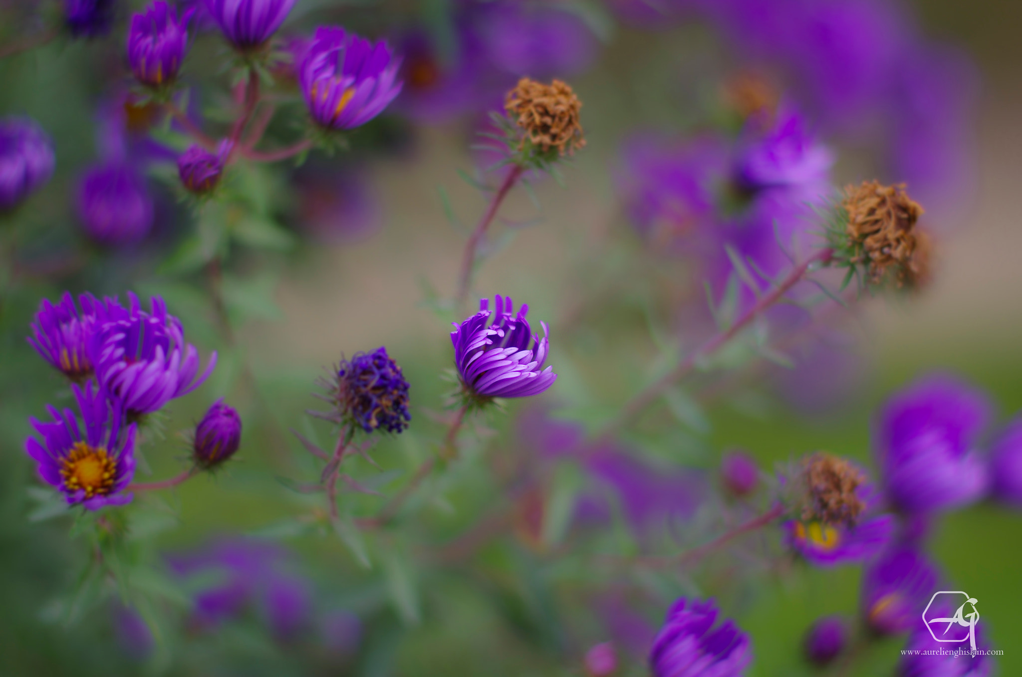 Pentax K-5 + Pentax smc FA 50mm F1.4 sample photo. Aster de nouvelle angleterre, symphyotrichum novae-angliae photography