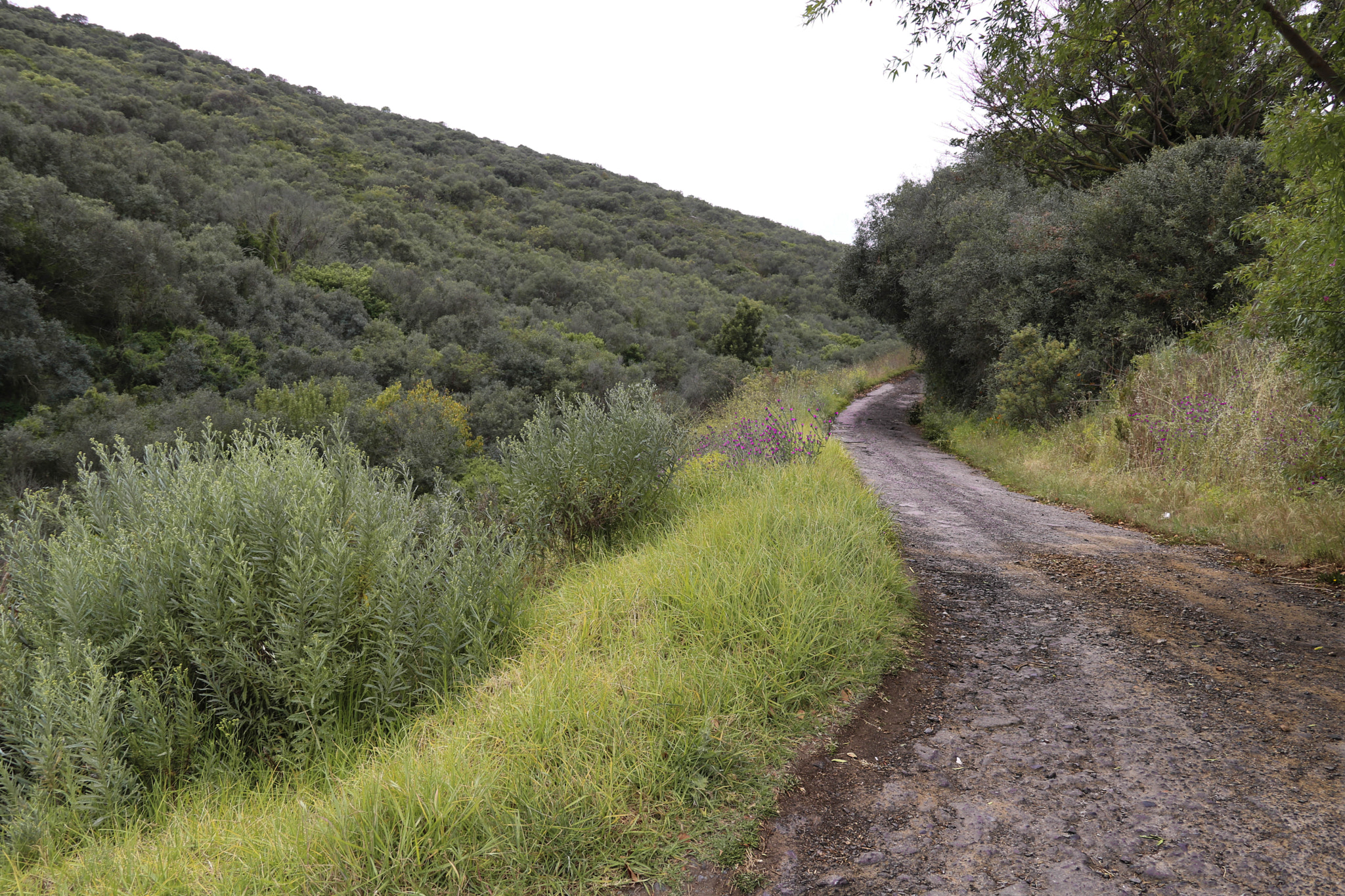 Canon EOS 750D (EOS Rebel T6i / EOS Kiss X8i) sample photo. Road to the wild photography